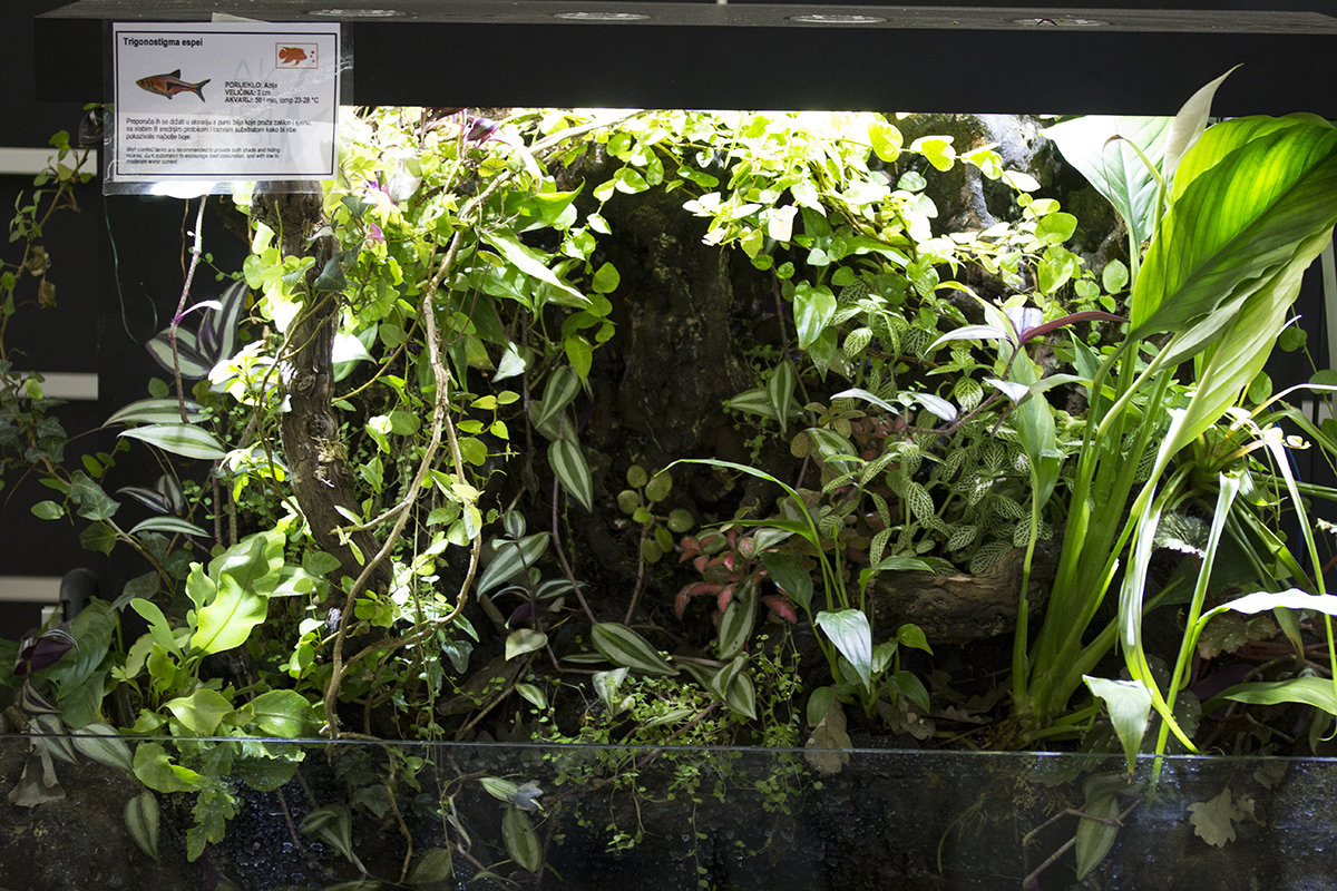 Paludarium