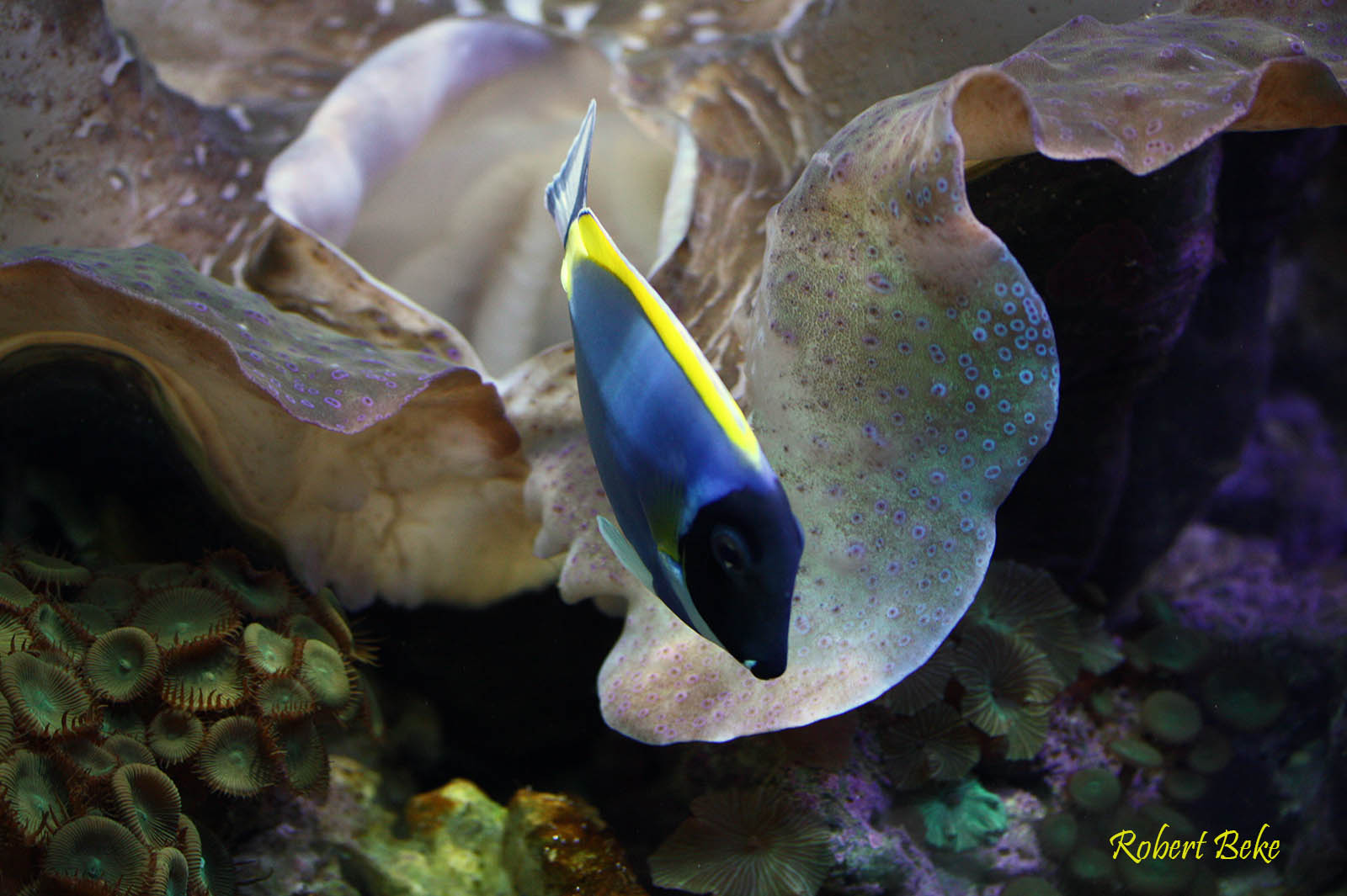 Paracanthurus hepatus