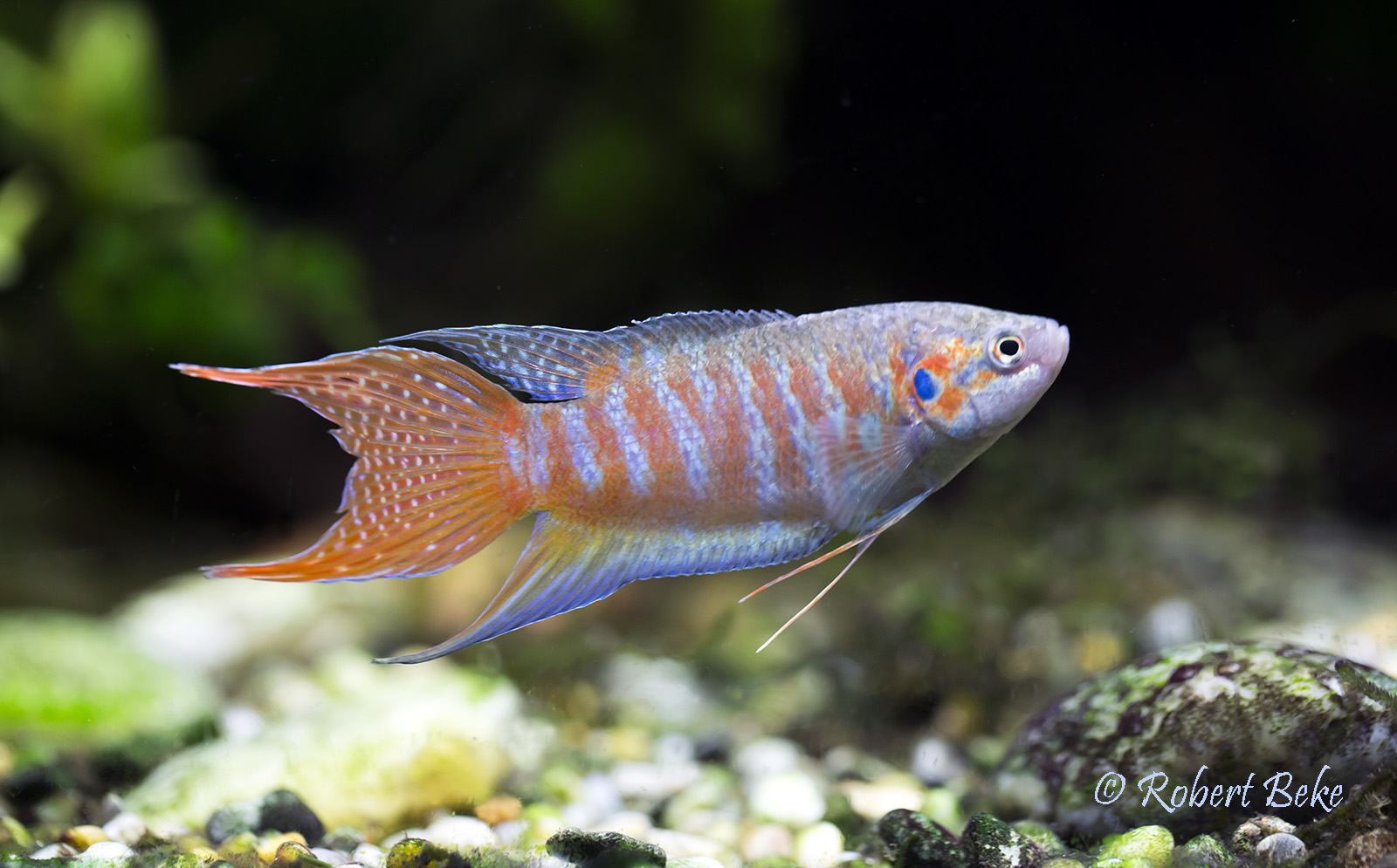 Paradise fish - Macropodus opercularis