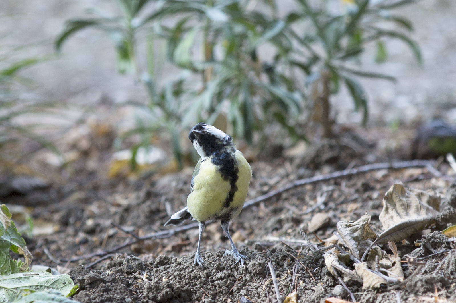 Parus major - Velika senica