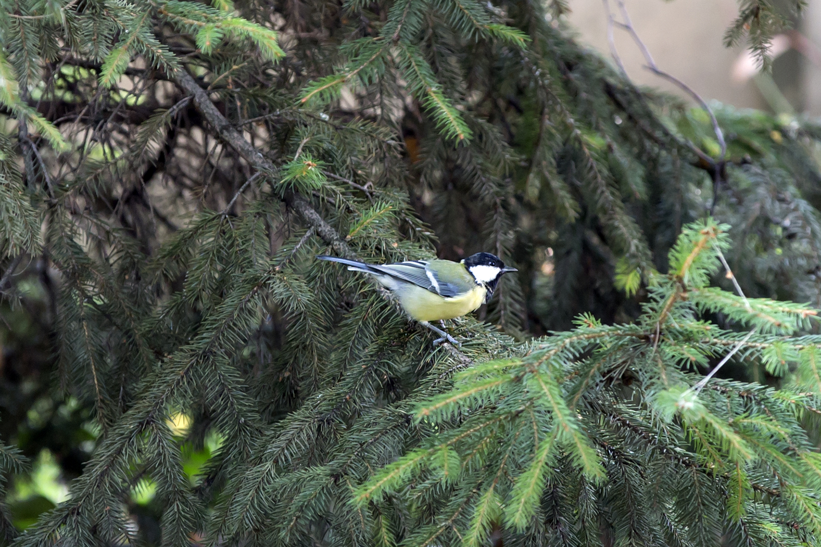 Parus major - Velika senica