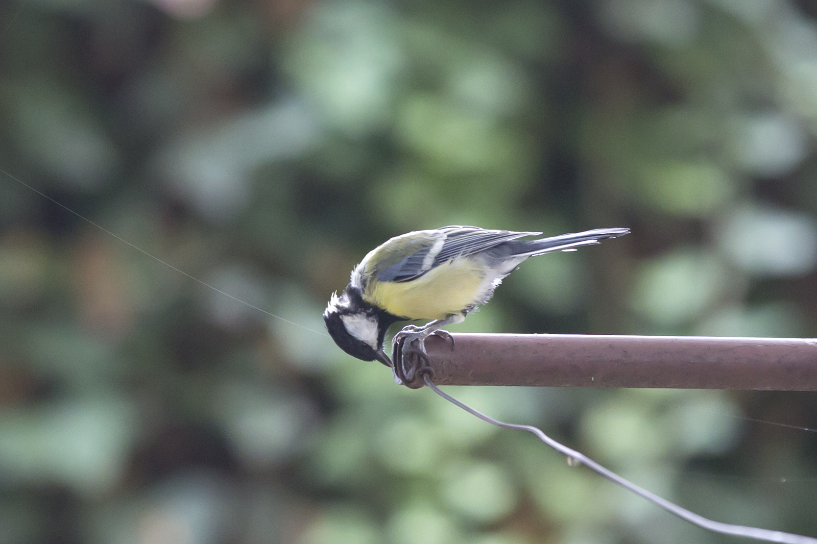 Parus major - Velika senica