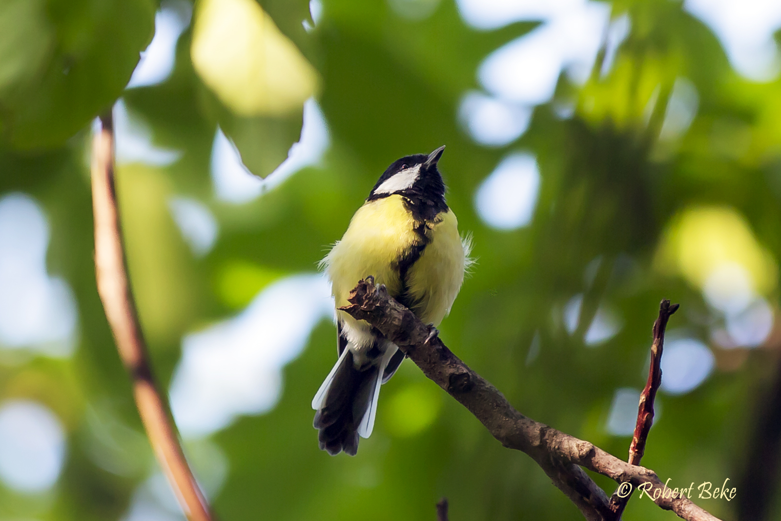 Parus major - Velika senica