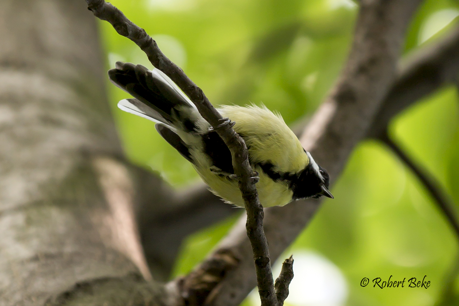 Parus major - Velika senica