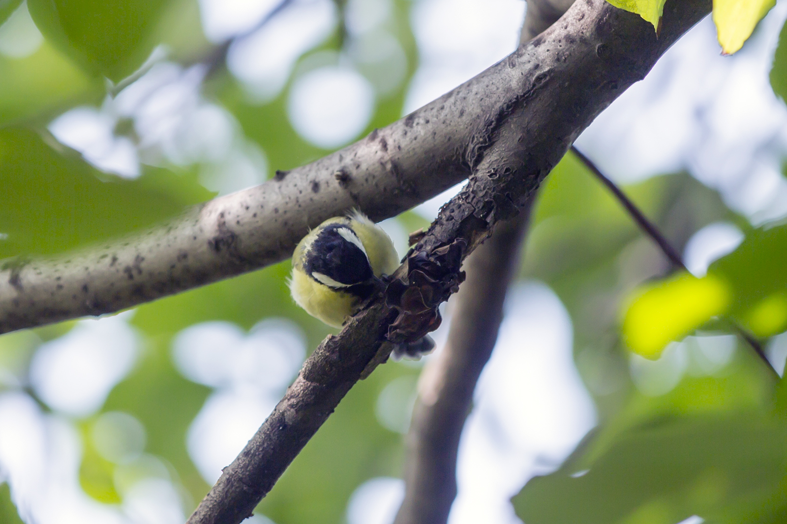 Parus major - Velika senica