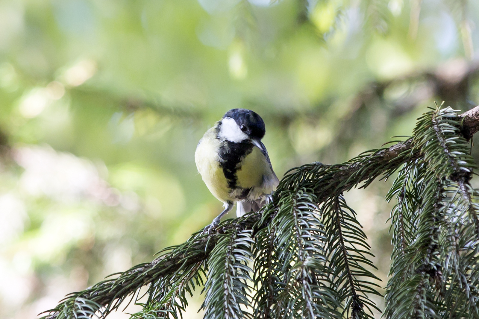 Parus major - Velika senica