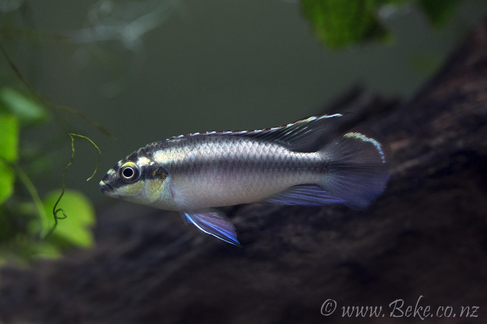 Pelvicachromis pulcher