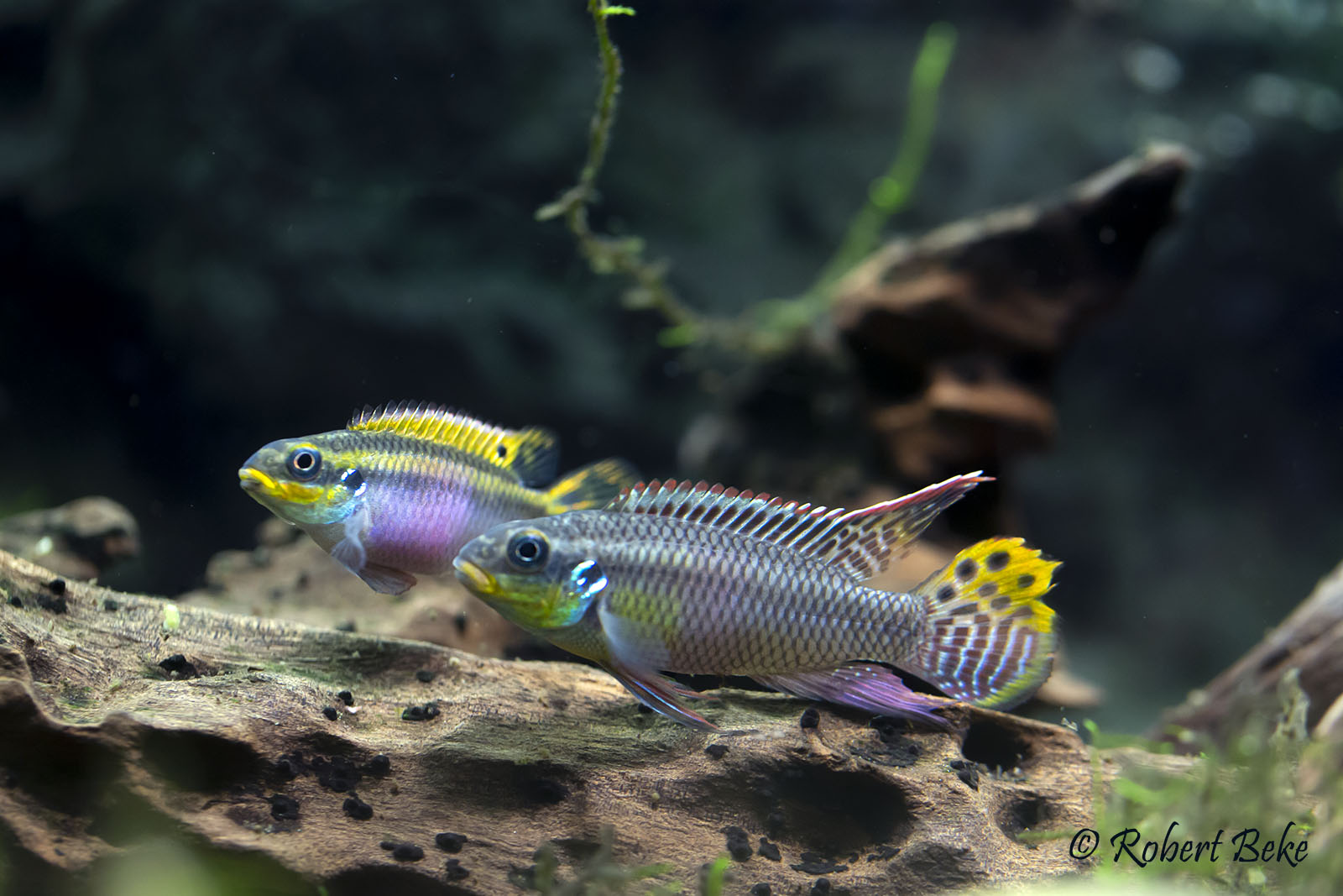 Pelvicachromis taeniatus