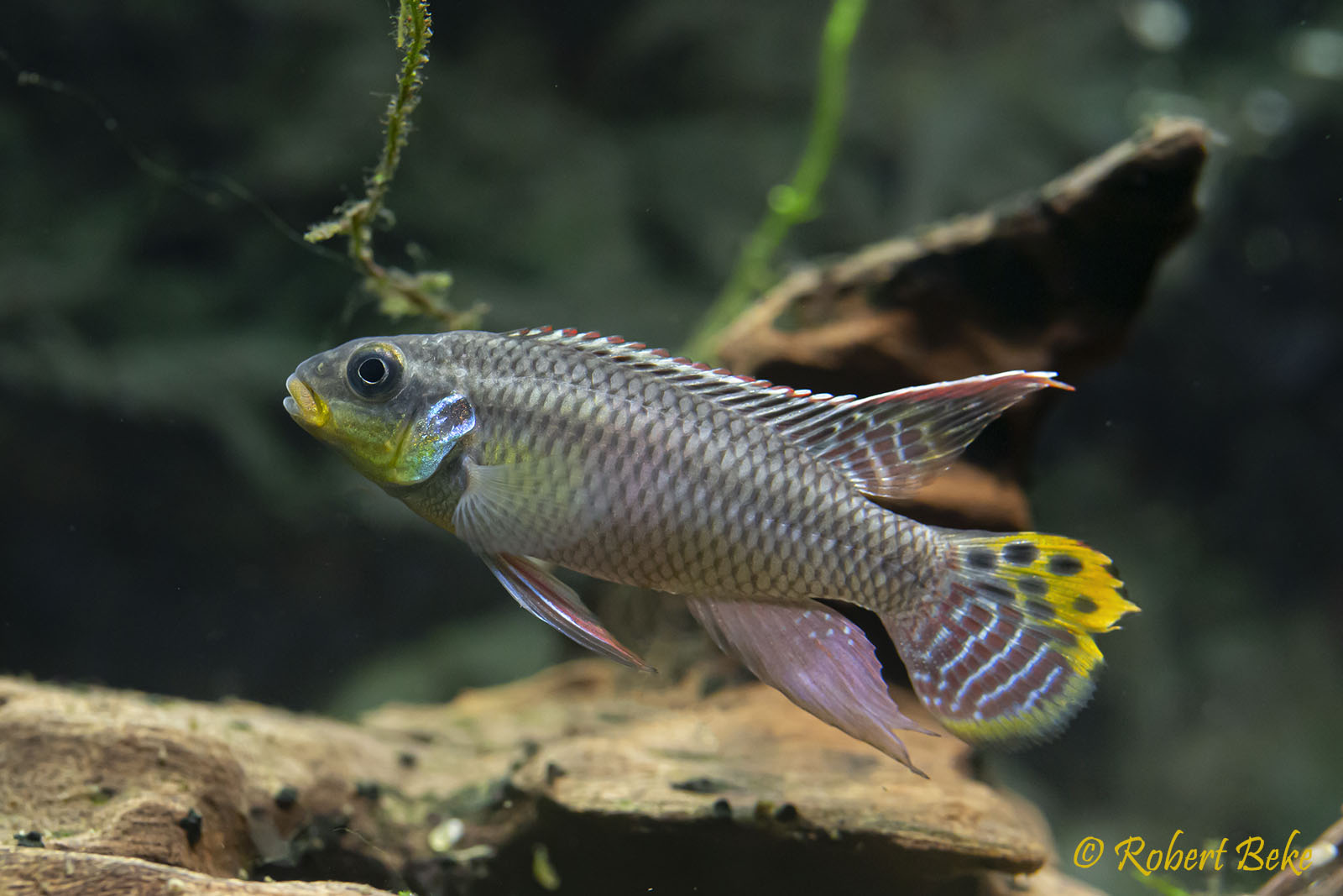 Pelvicachromis taeniatus