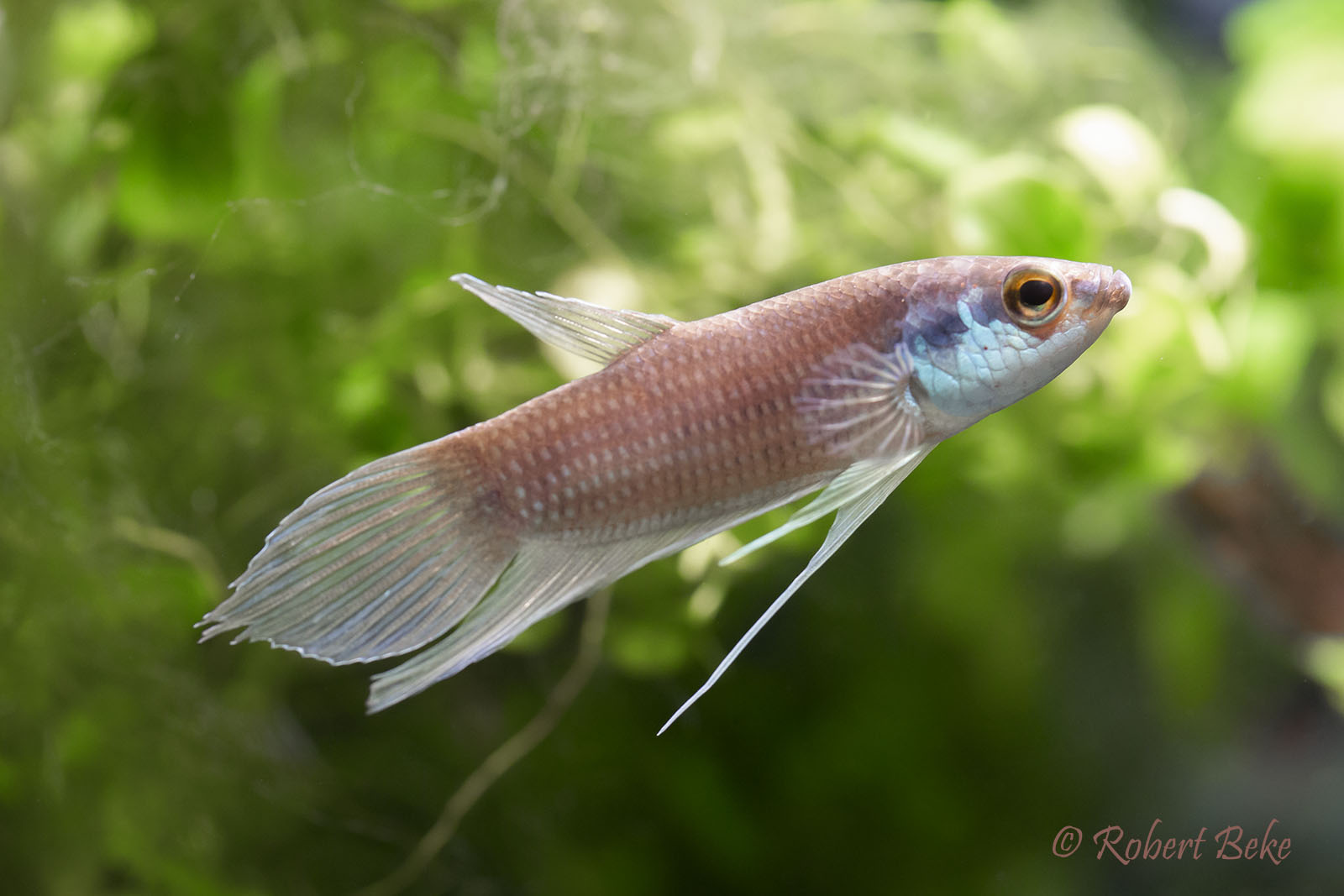 Penang betta - Betta pugnax