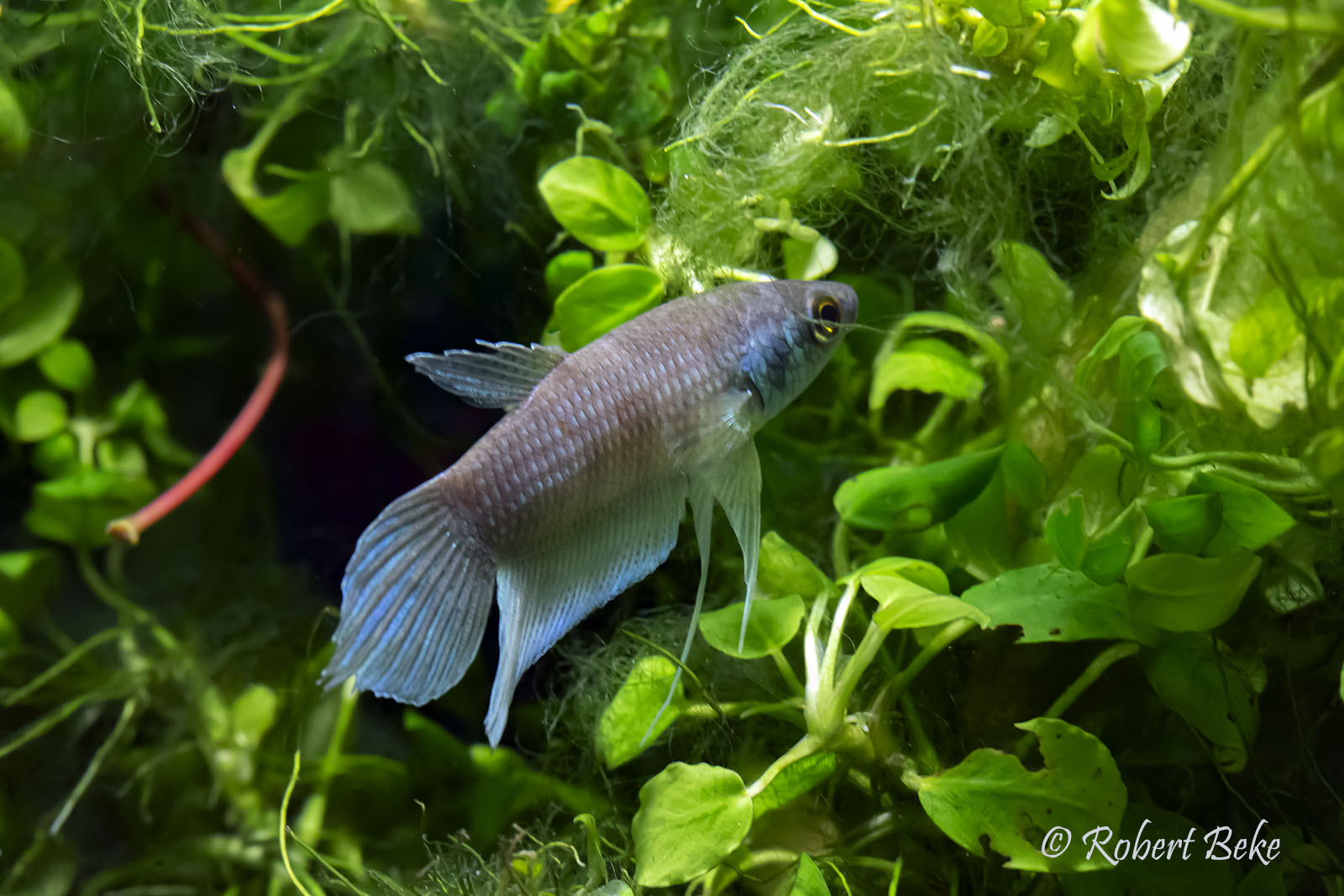 Penang betta - Betta pugnax