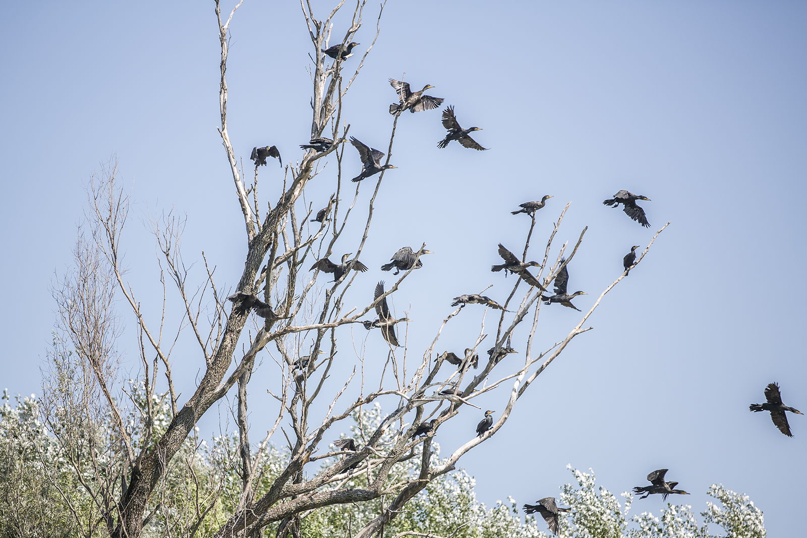 Phalacrocorax carbo - Veliki kormoran