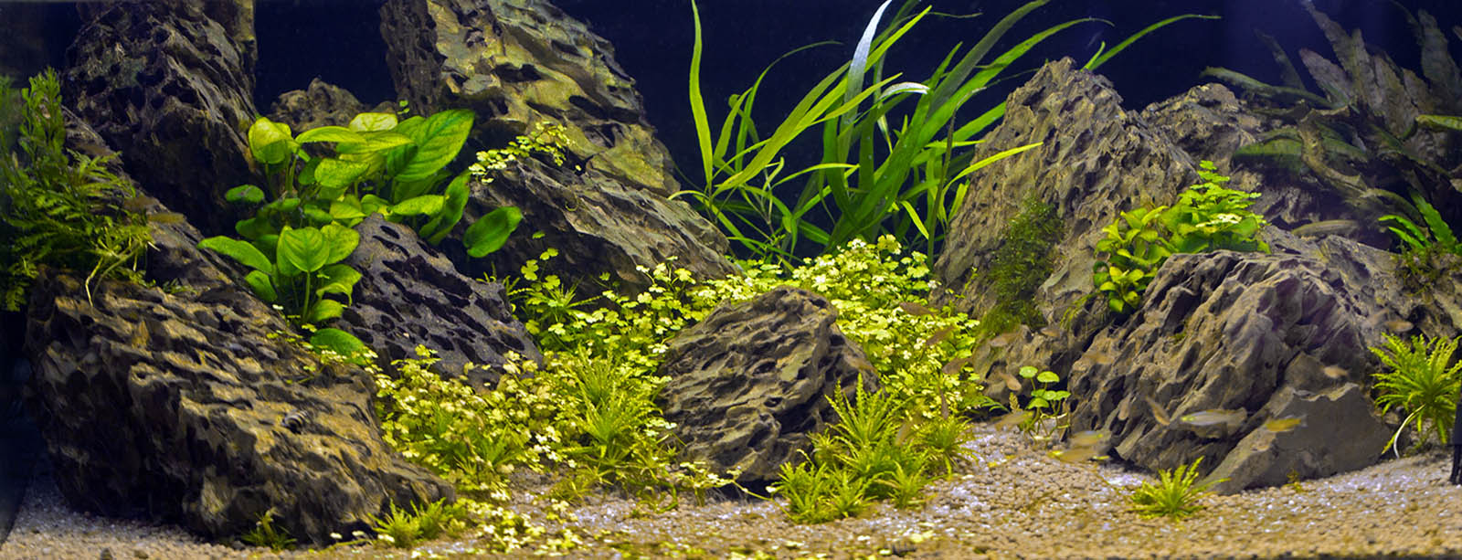 Planted aquarium