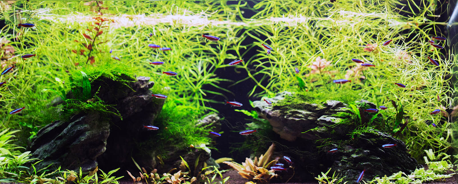 Planted aquarium