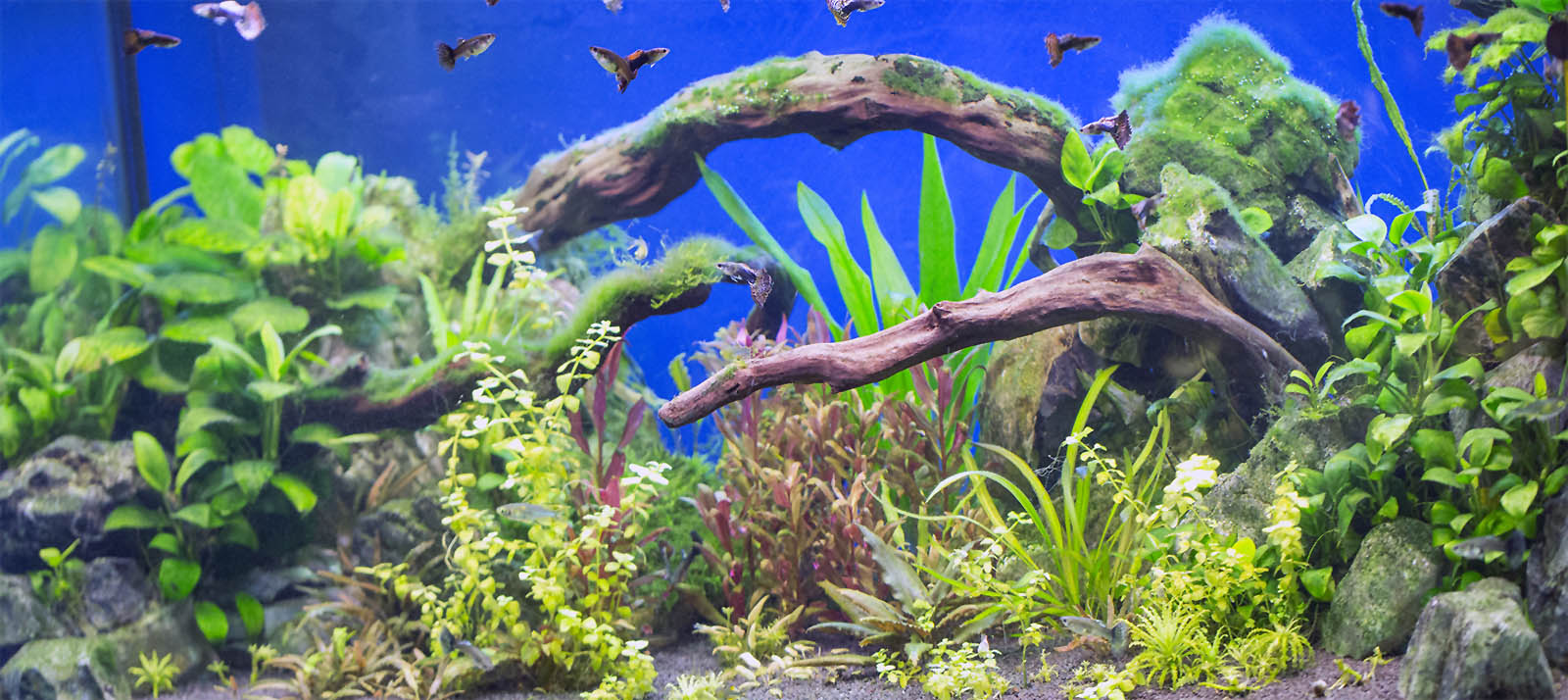 Planted aquarium