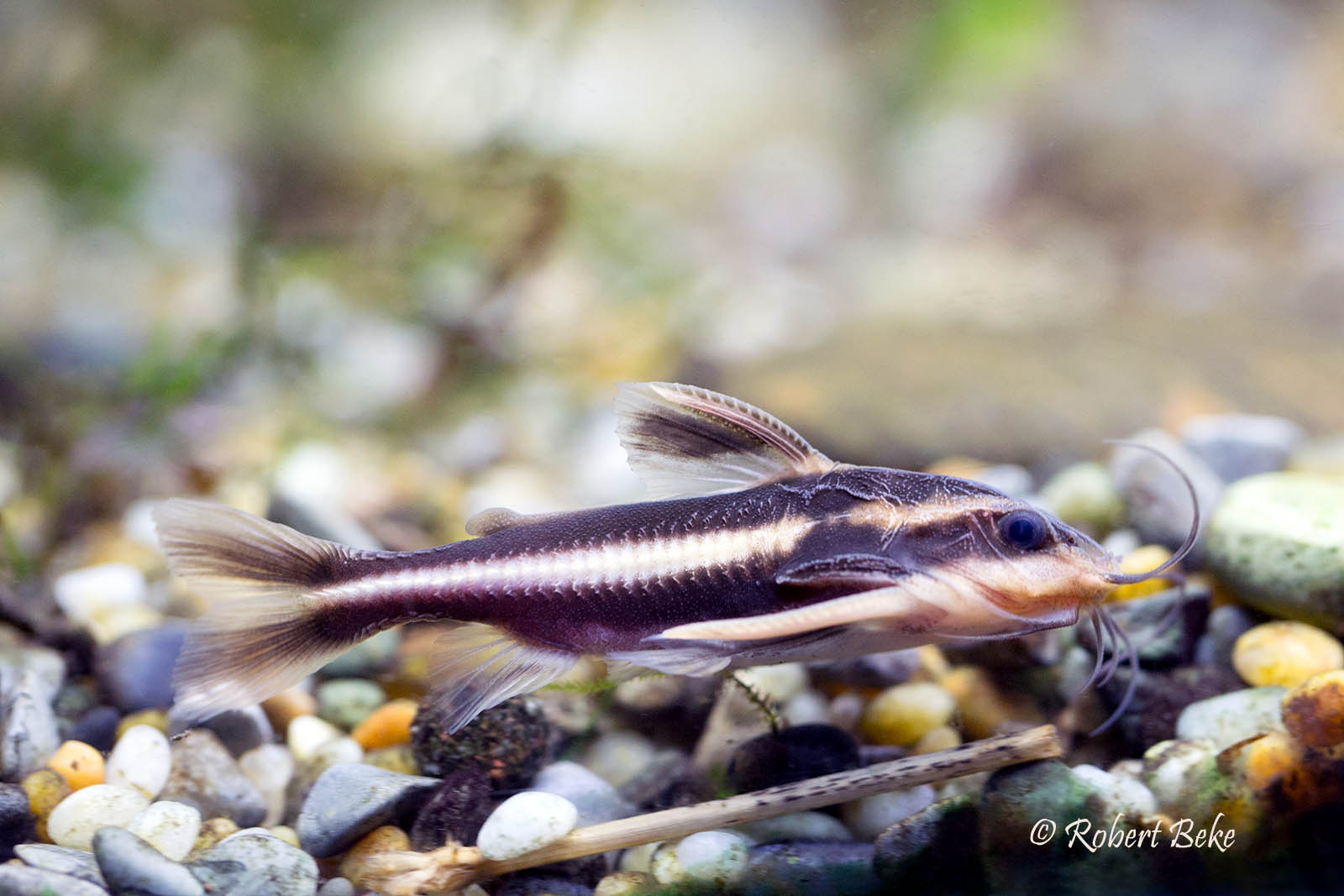 Platydoras armatulus