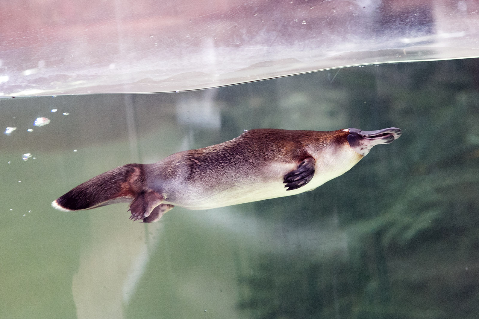 Platypus | Akvaristika i teraristika