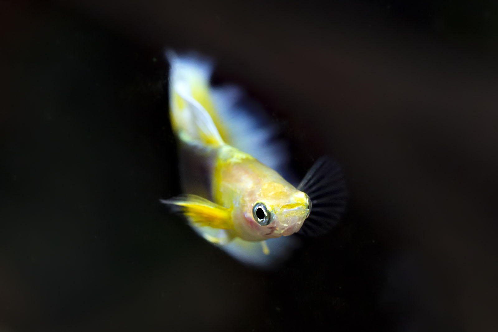 Poecilia reticulata - Guppy