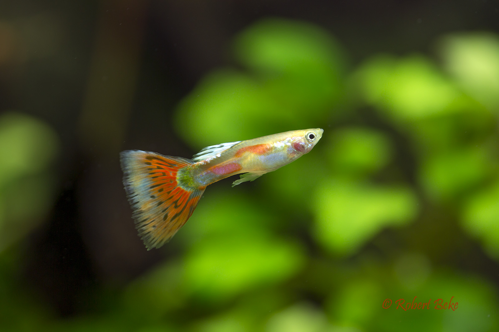 Poecilia reticulata - Pigeon Guppy