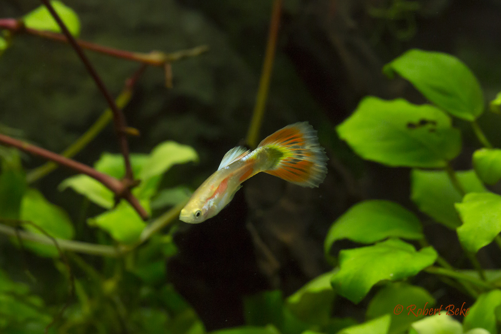 Poecilia reticulata - Pigeon Guppy