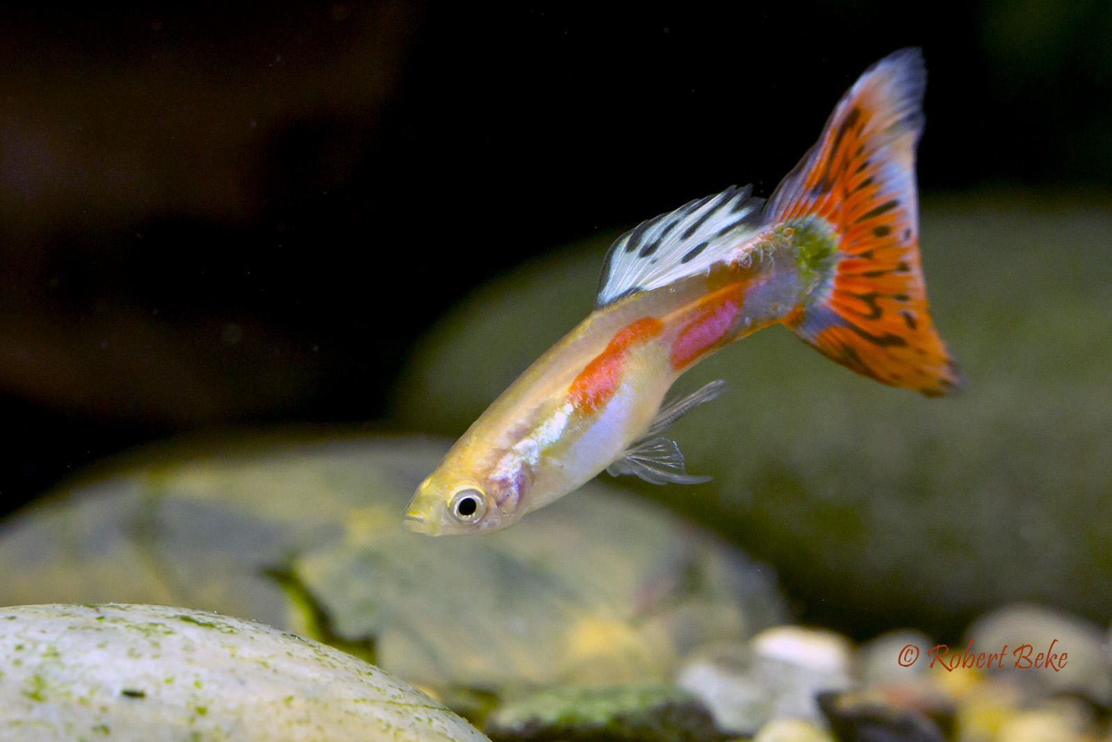 Poecilia reticulata - Pigeon Guppy