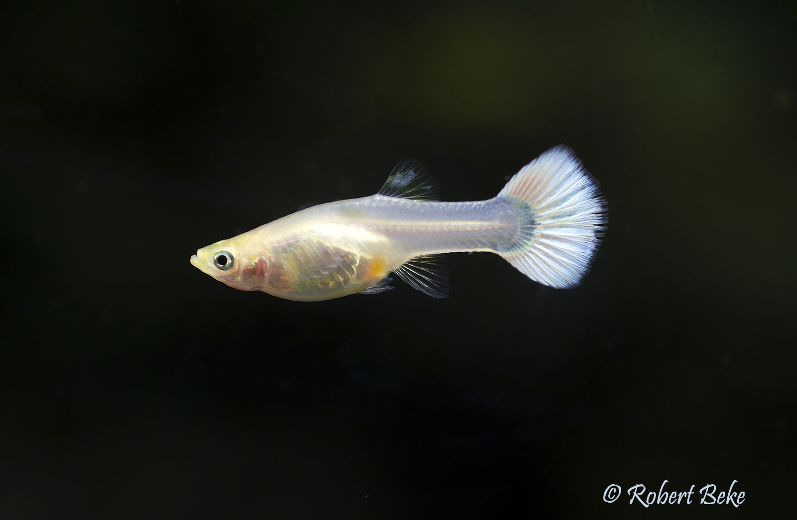 Poecilia reticulata - Platinum White Guppy