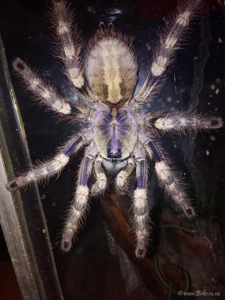 Poecilotheria Formosa