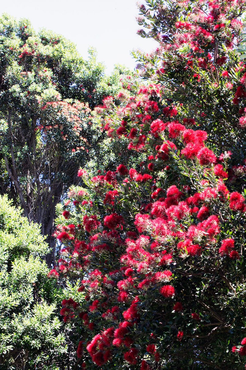 Pohutukawa