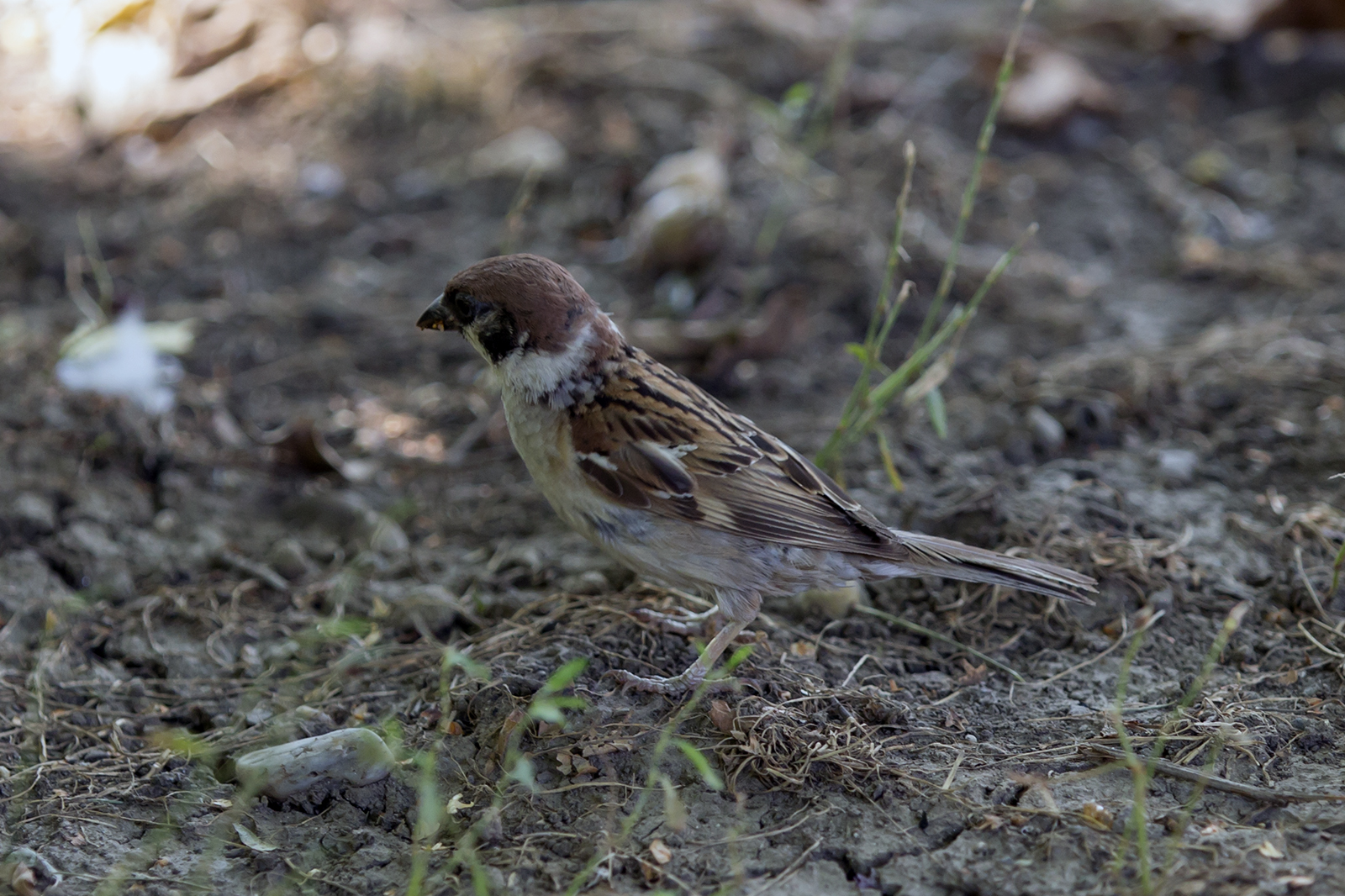 Poljski vrabac - Passer montanus