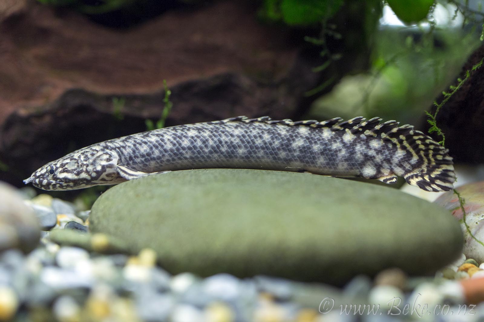 Polypterus ornatipinnis