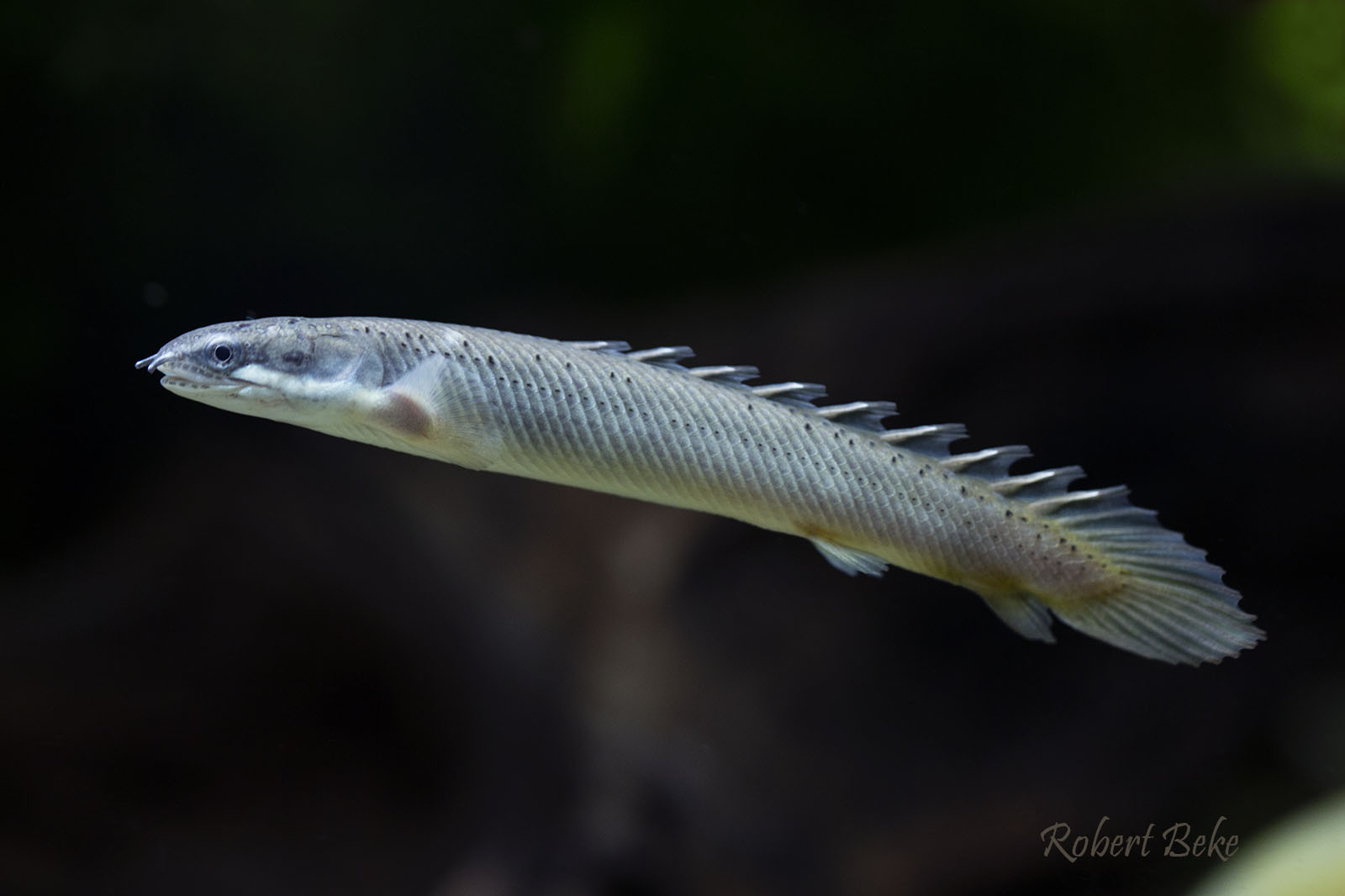 Polypterus senegalus