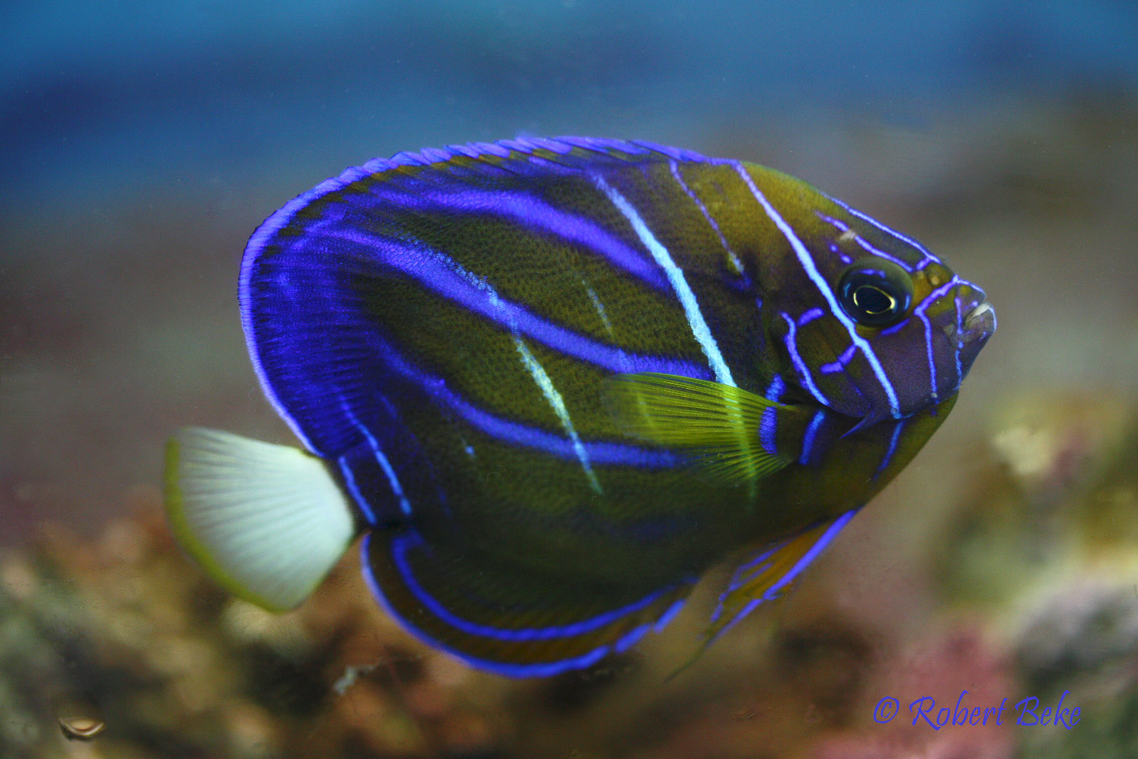 Pomacanthus annularis - Blue Ring Angelfish