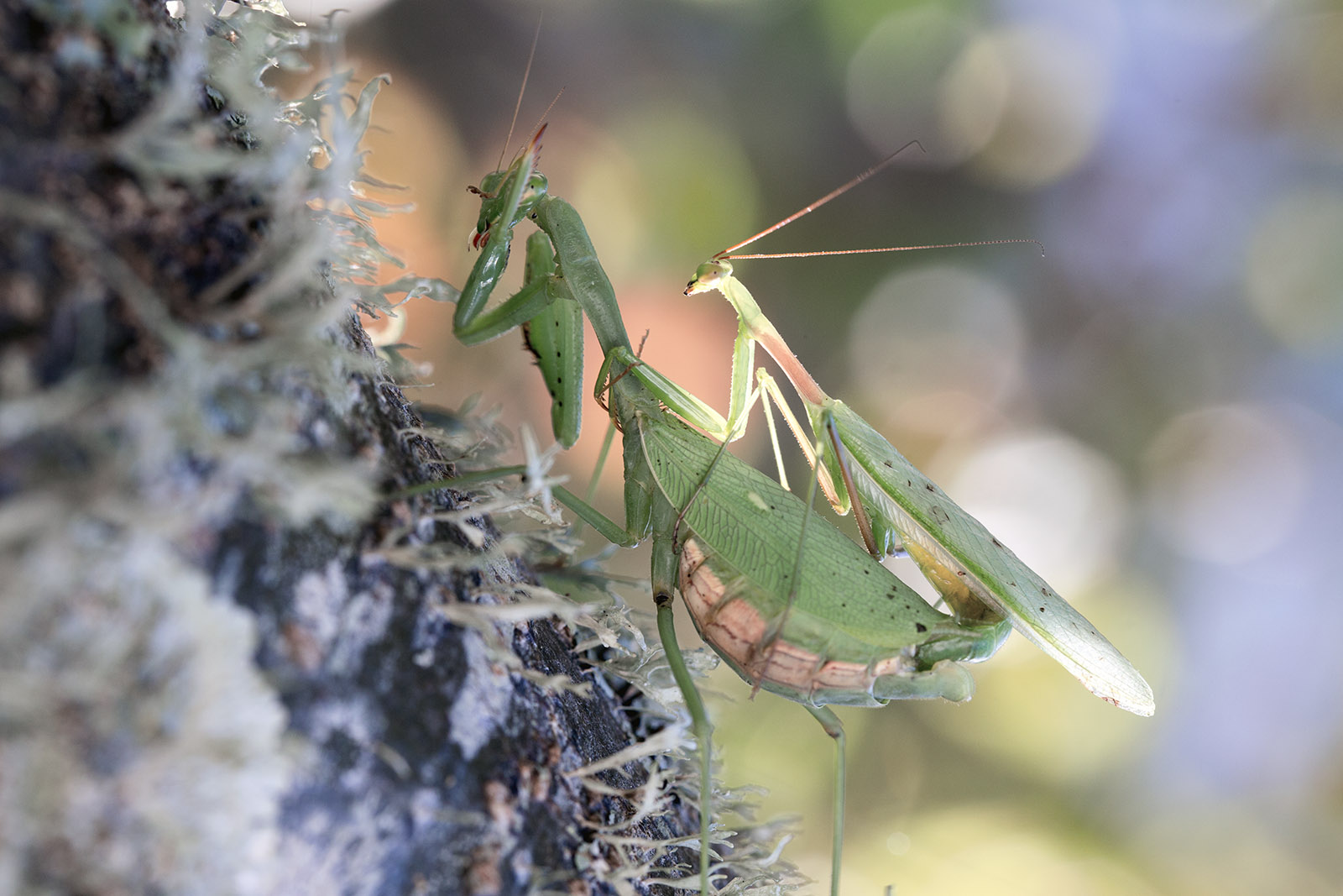 Praying mantis