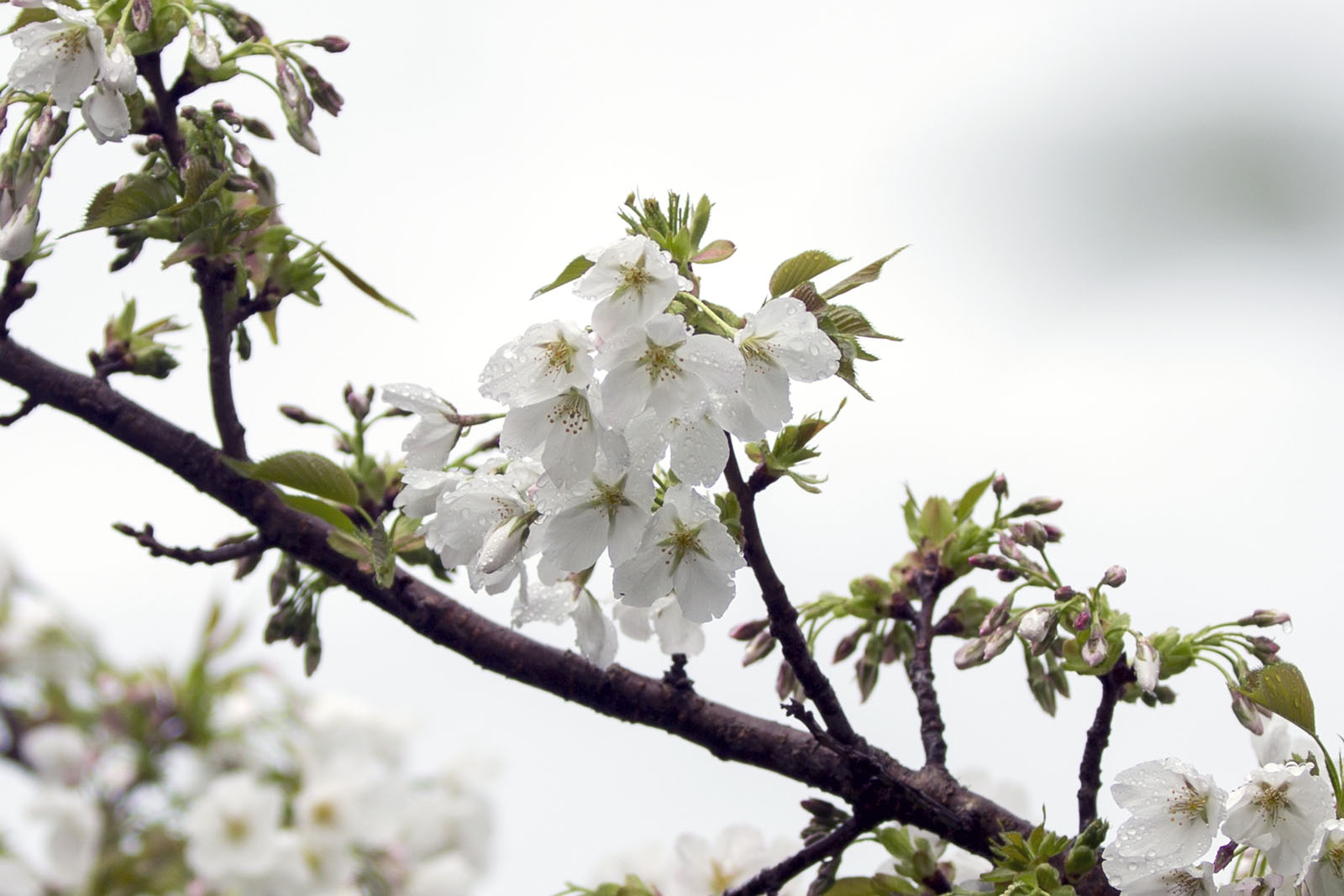 Prunus avium