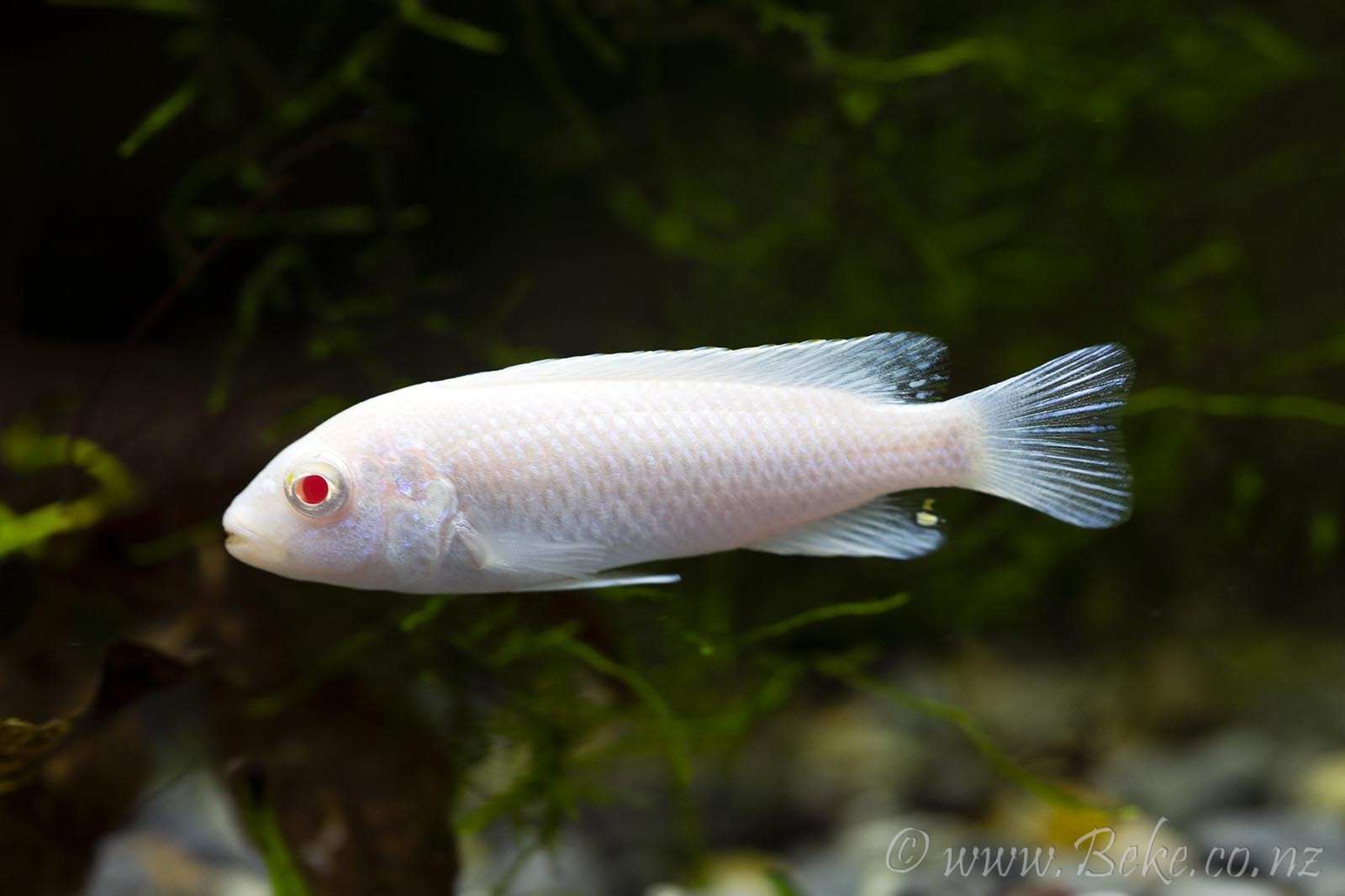 Pseudotropheus socolofi