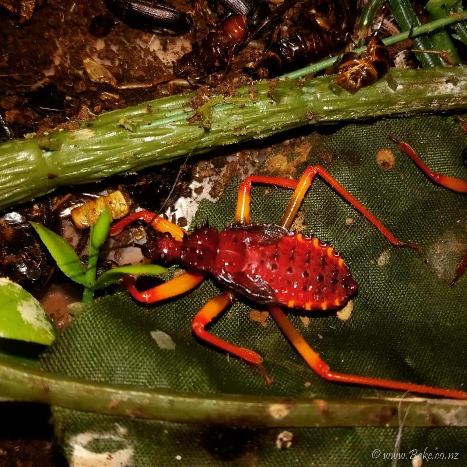 Psytalla horrida(bube ubice; bube atentatori ) tek presvucena jedinka