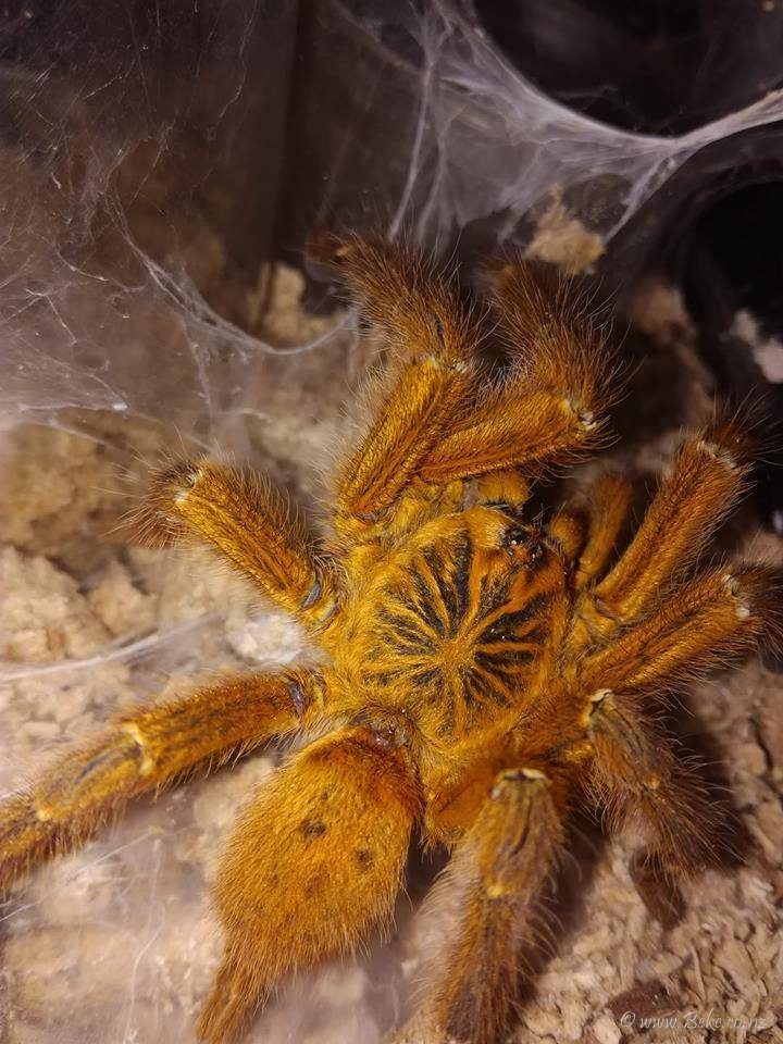 Pterinochilus Murinus RCF