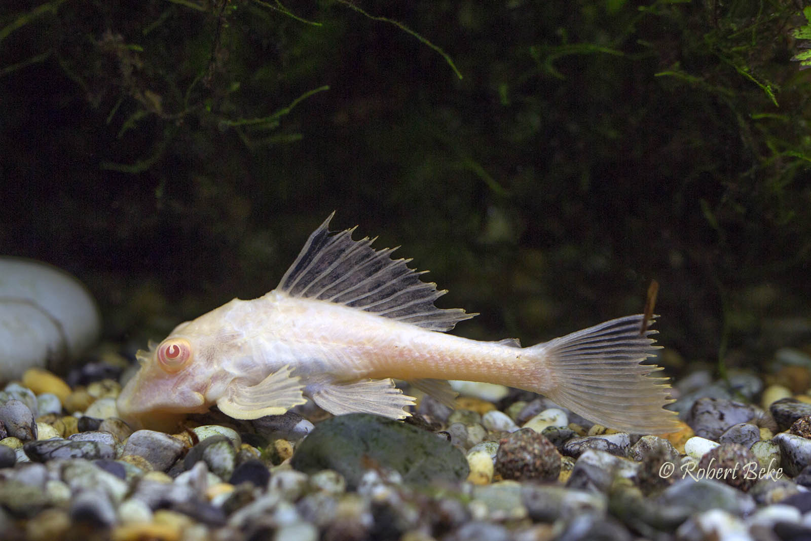 Pterygoplichthys gibbiceps