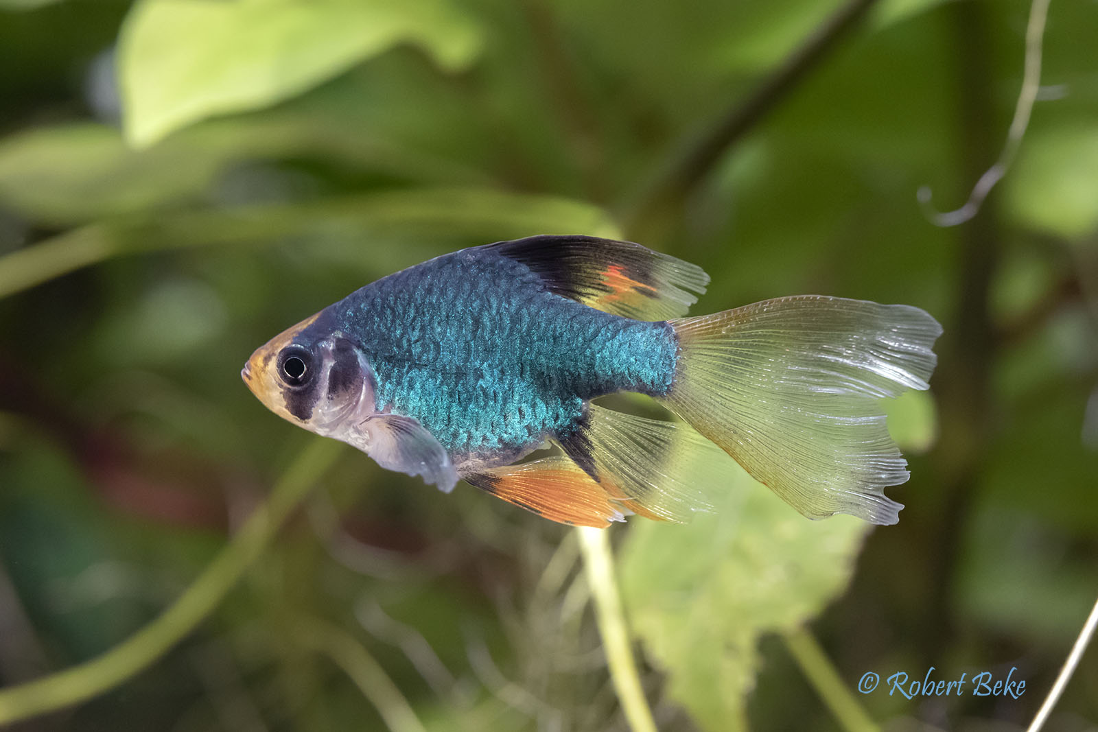 Puntigrus tetrazona - Longfin Green Tiger Barb