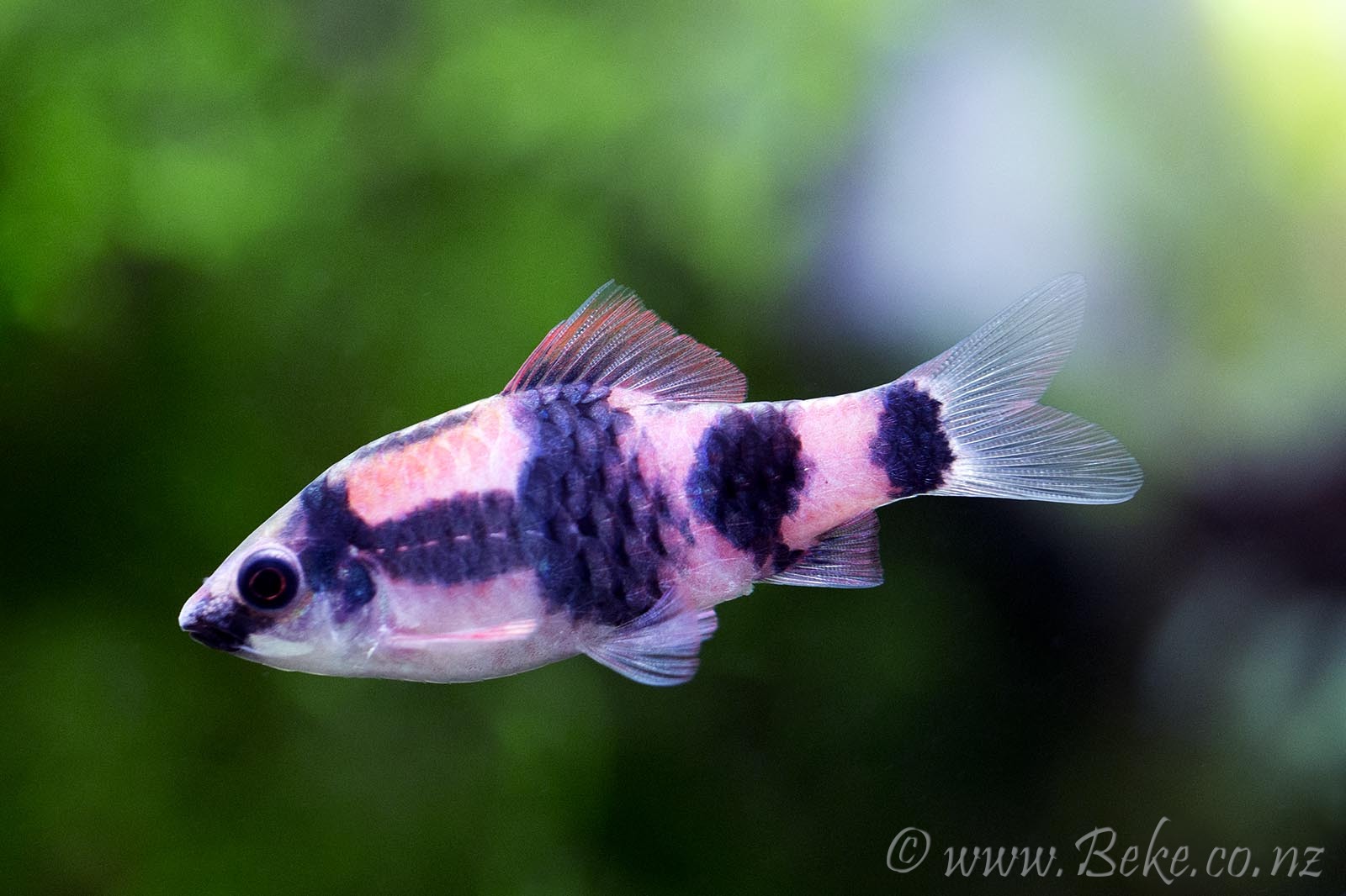 Puntius fasciatus