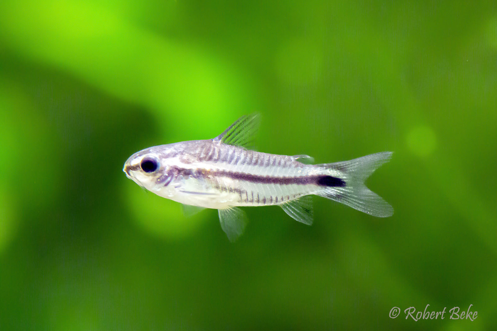 Pygmy corydoras - Corydoras pygmaeus