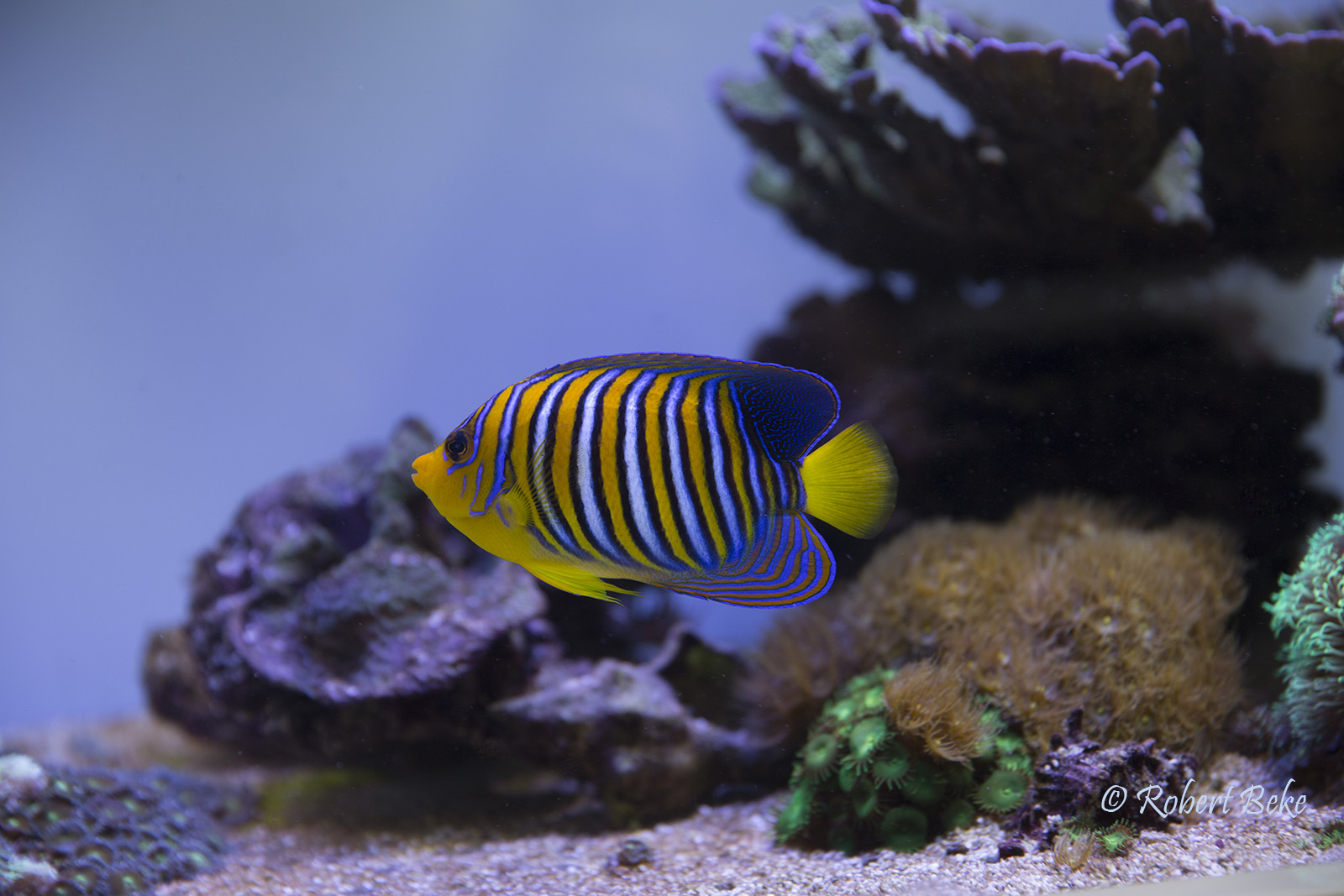 Pygoplites diacanthus - Regal angelfish