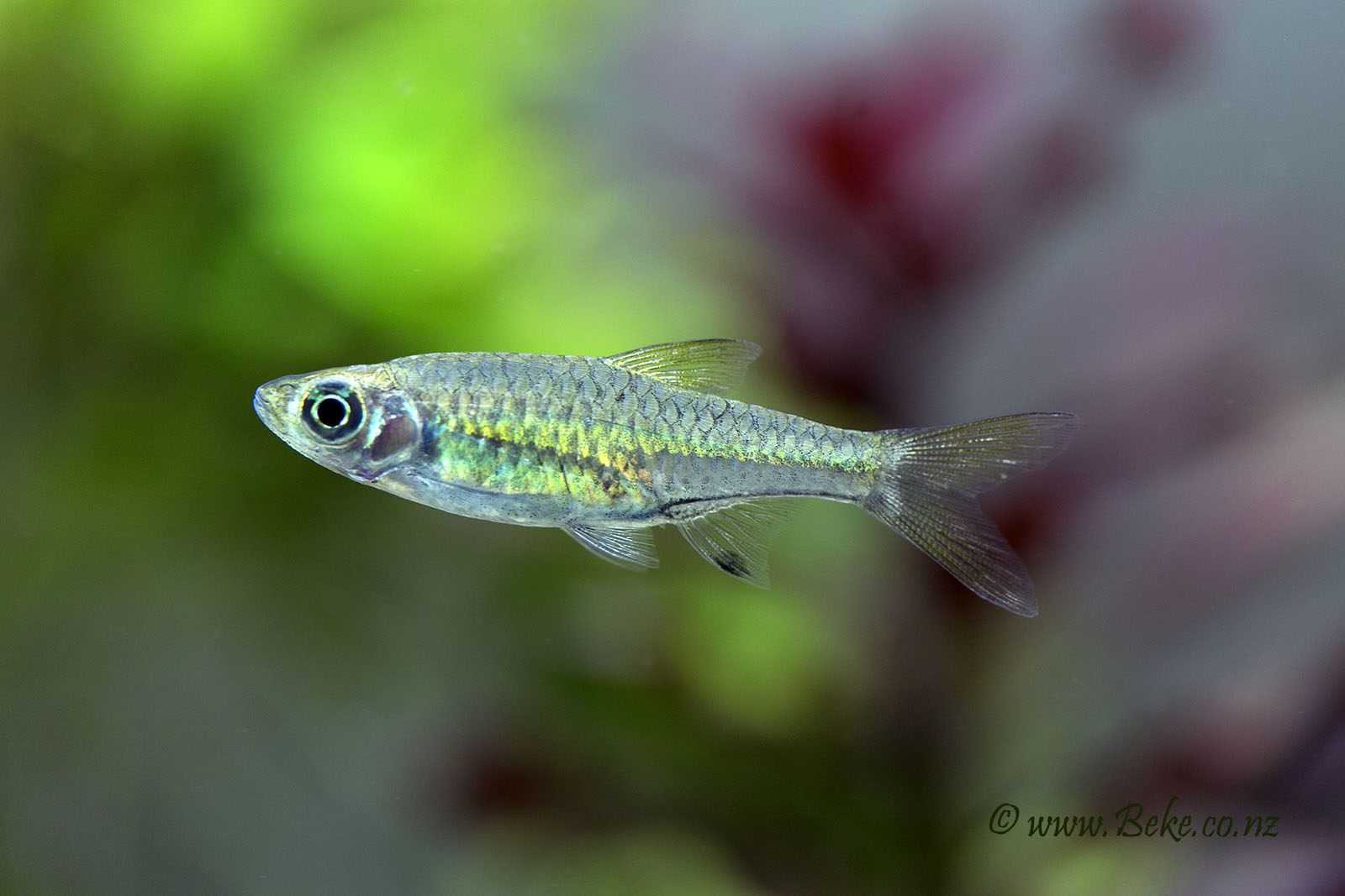 Rasbora bankanensis