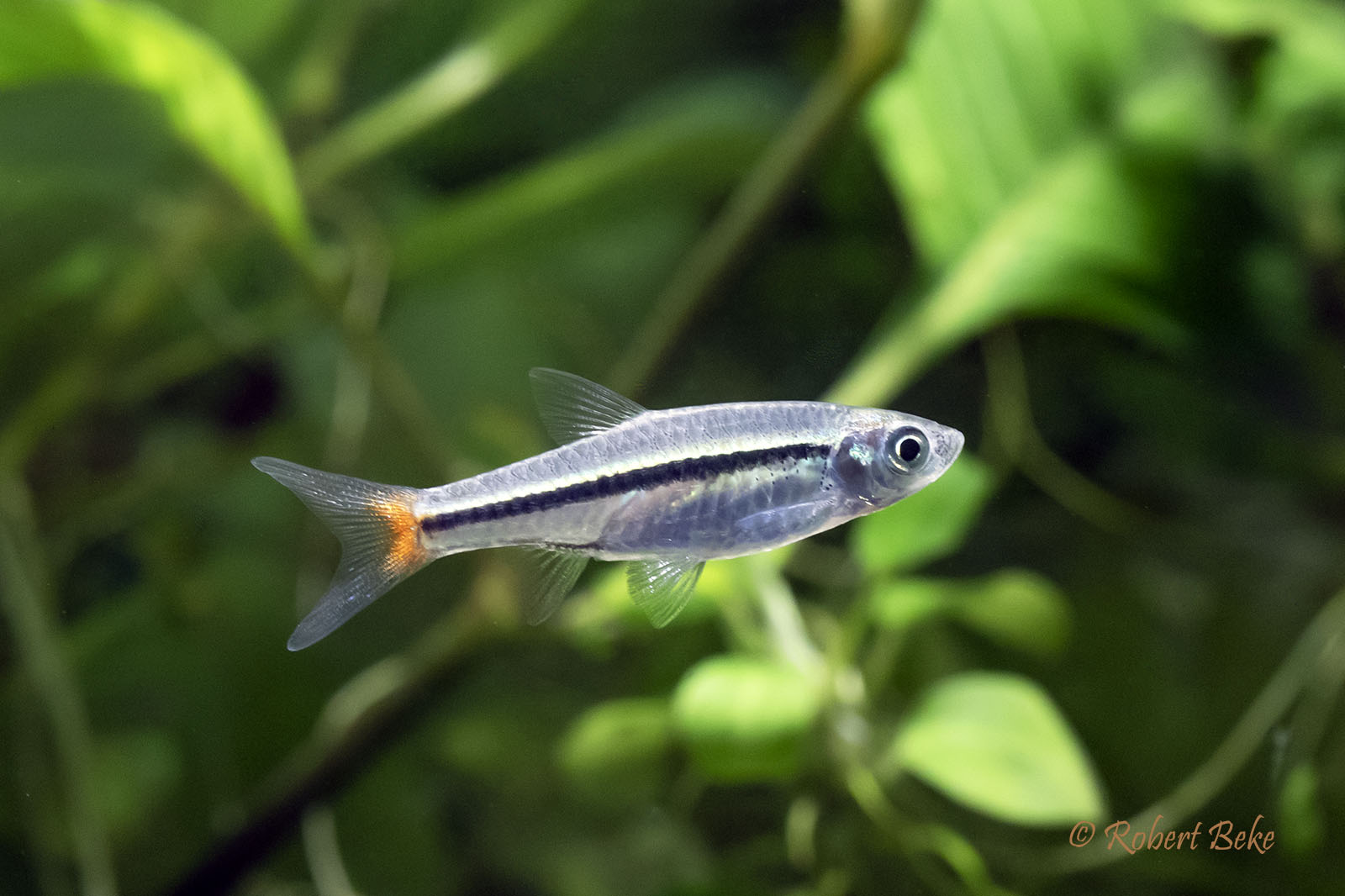 Rasbora borapetensis -  Blackline rasbora