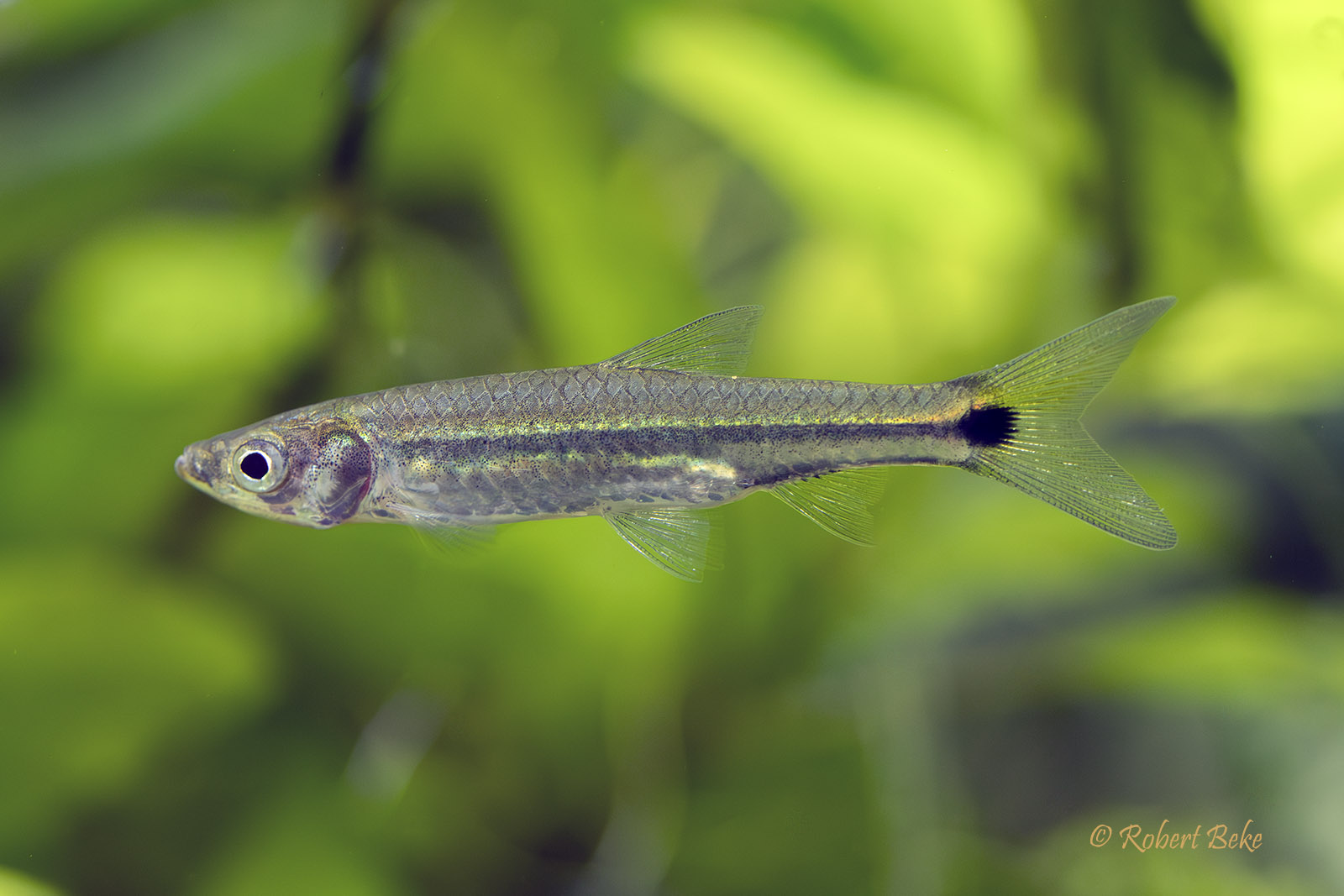 Rasbora brittani - Kottelatia brittani