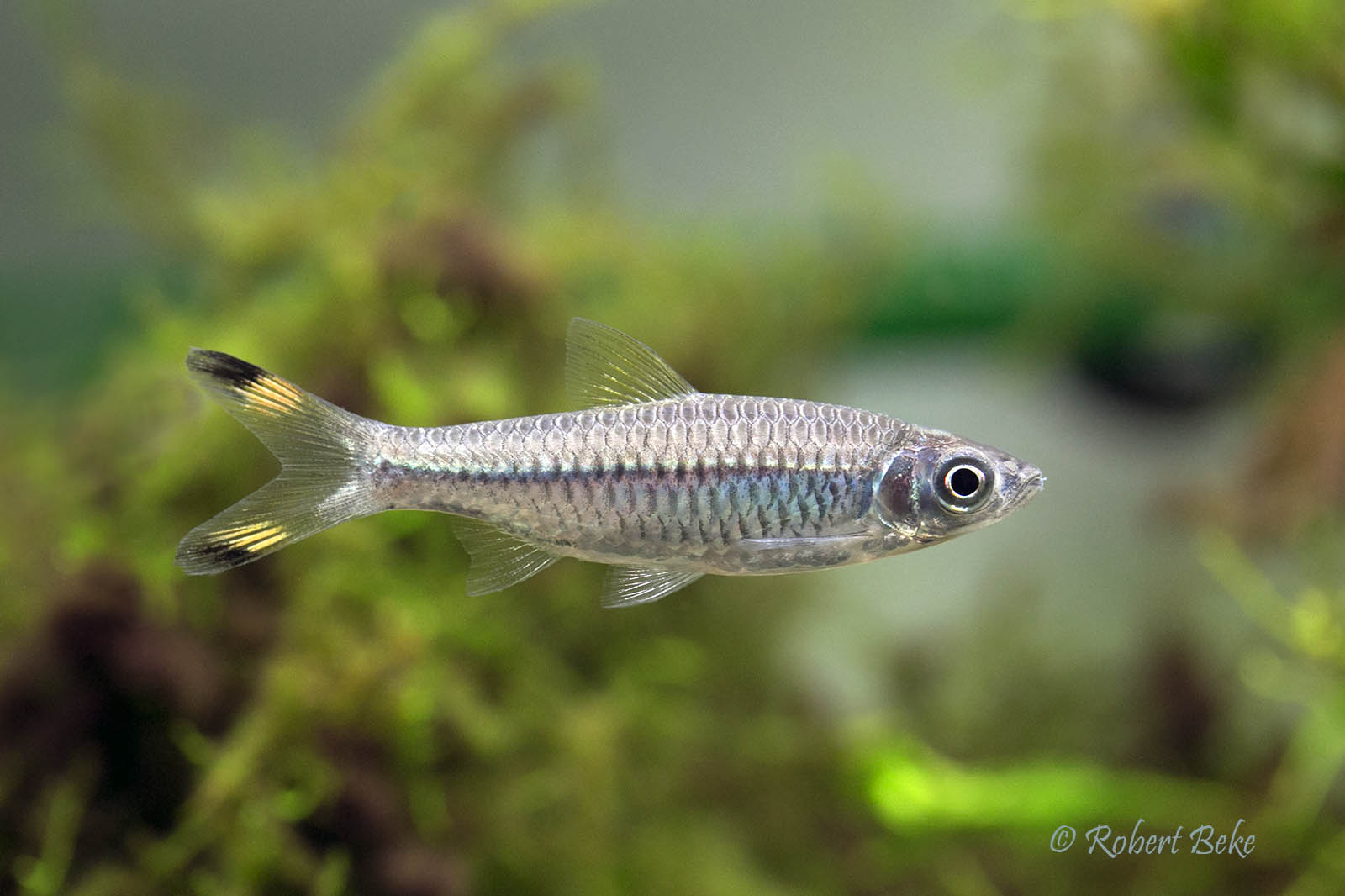 Rasbora caudimaculata