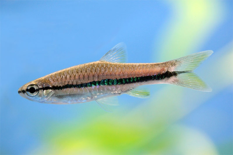 Rasbora einthovenii