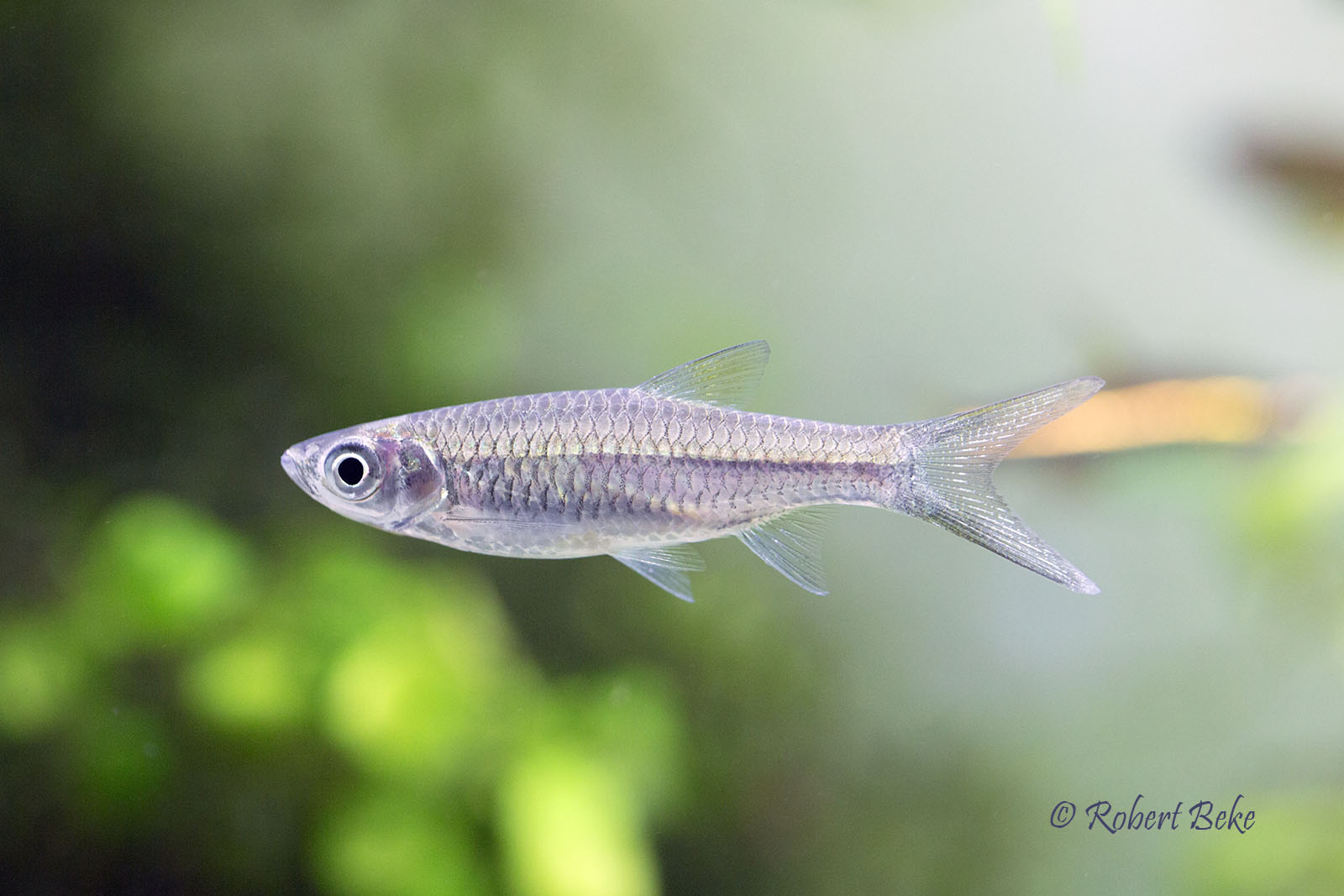 Rasbora myersi