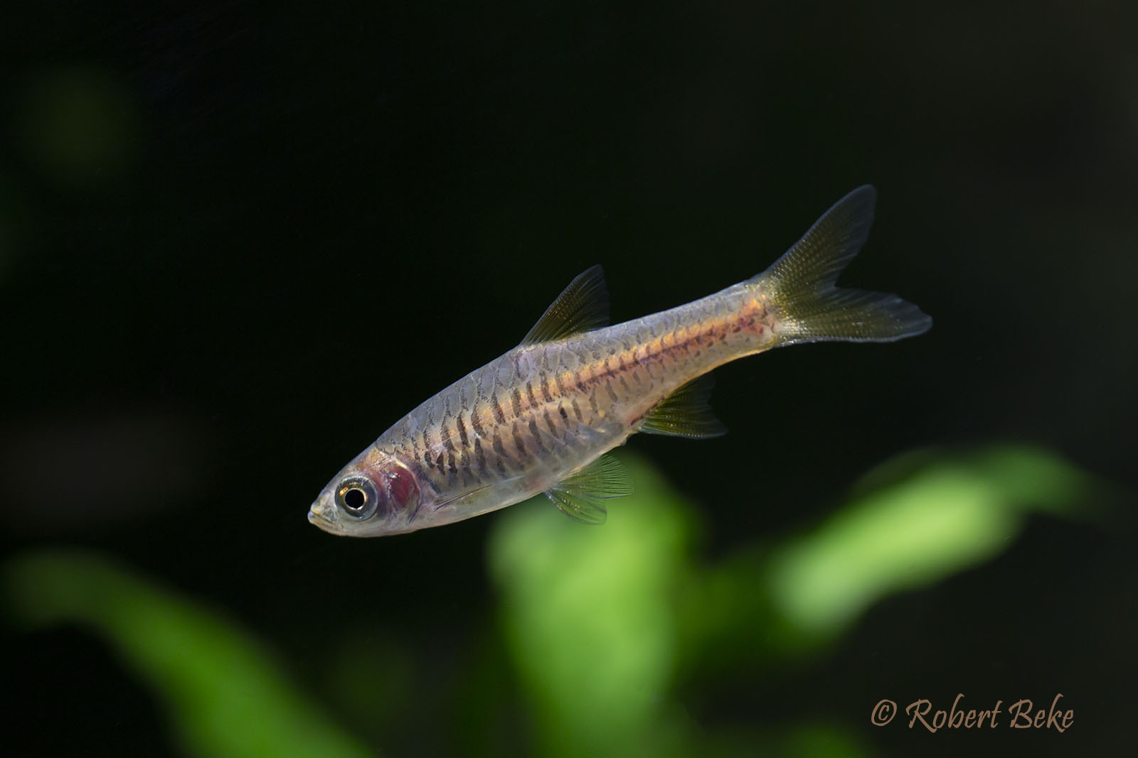 Rasbora vulcanus