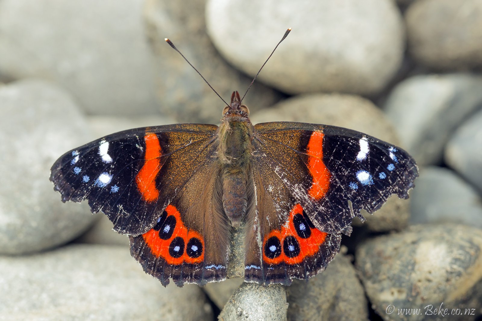 Red admiral